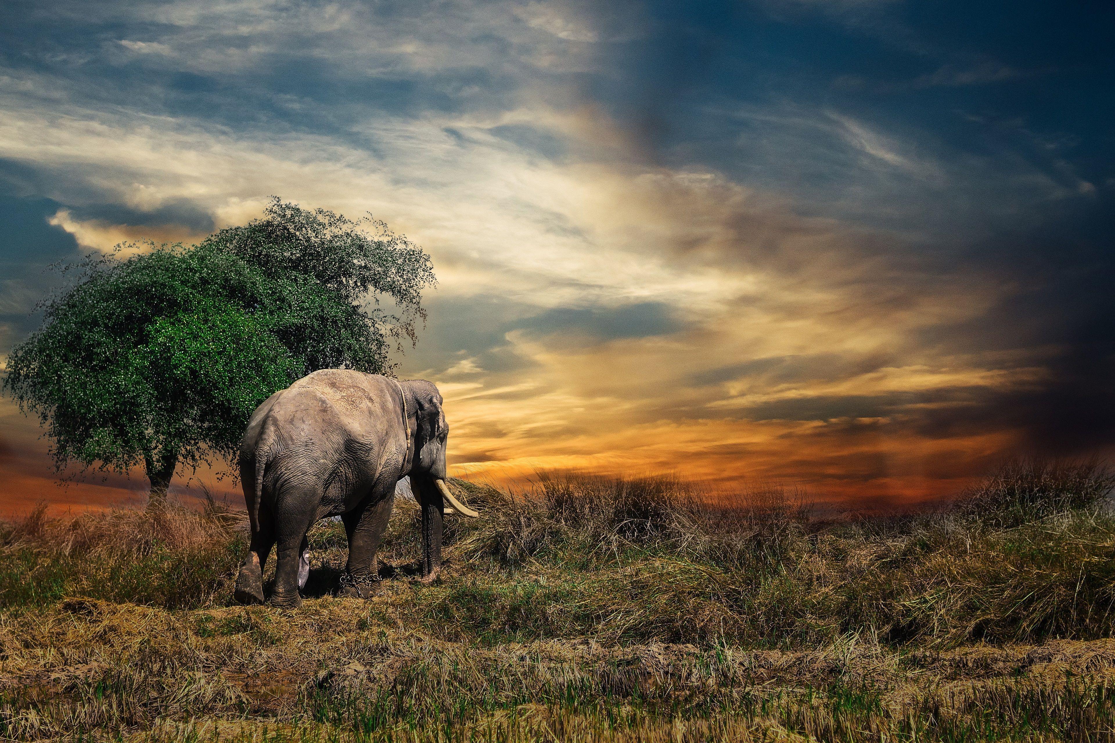 Elephant 4K Wallpapers - Top Free Elephant 4K Backgrounds - WallpaperAccess