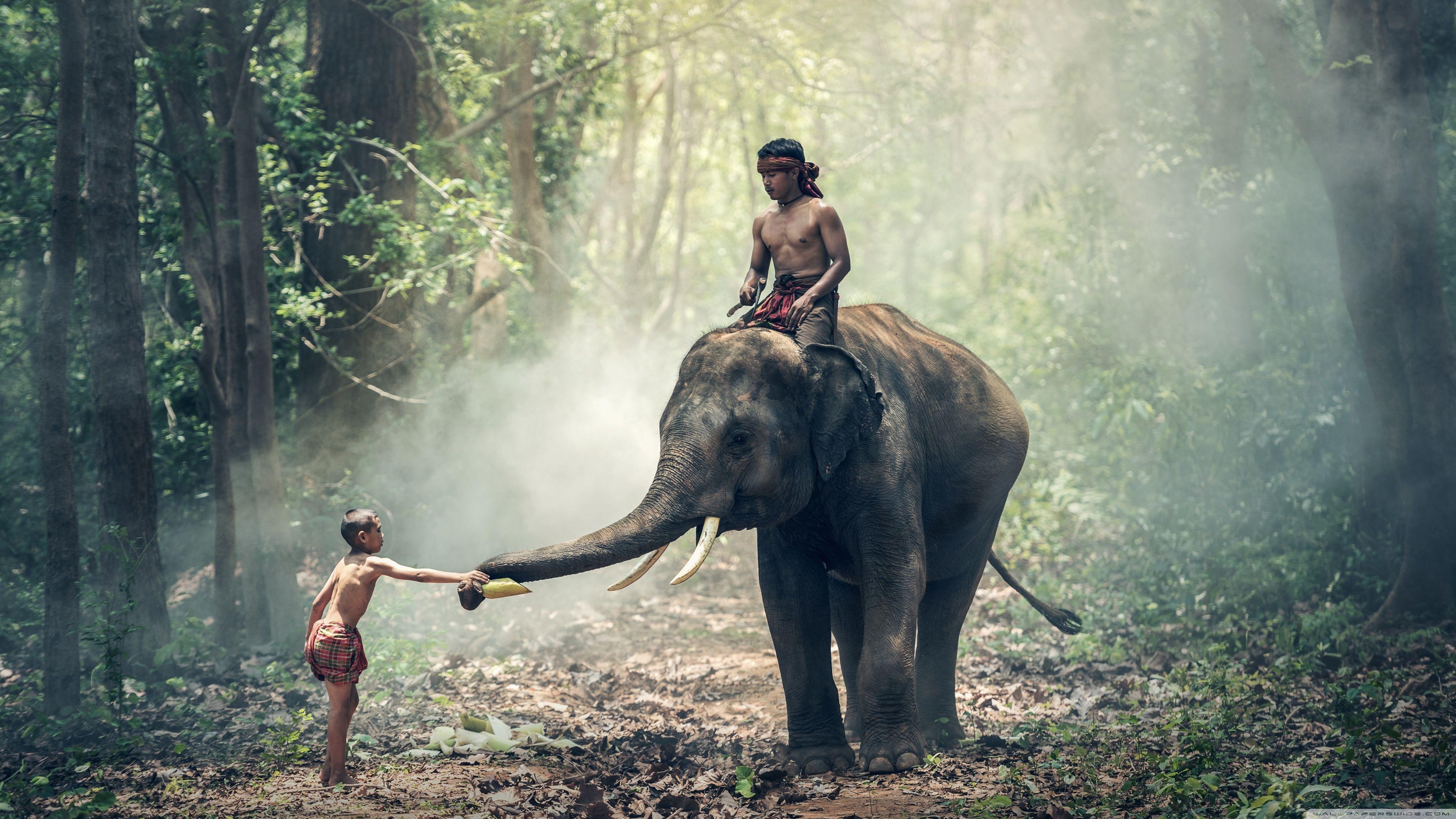 3840x2160 Man Riding an Elephant Ultra HD Desktop Background Wallpaper