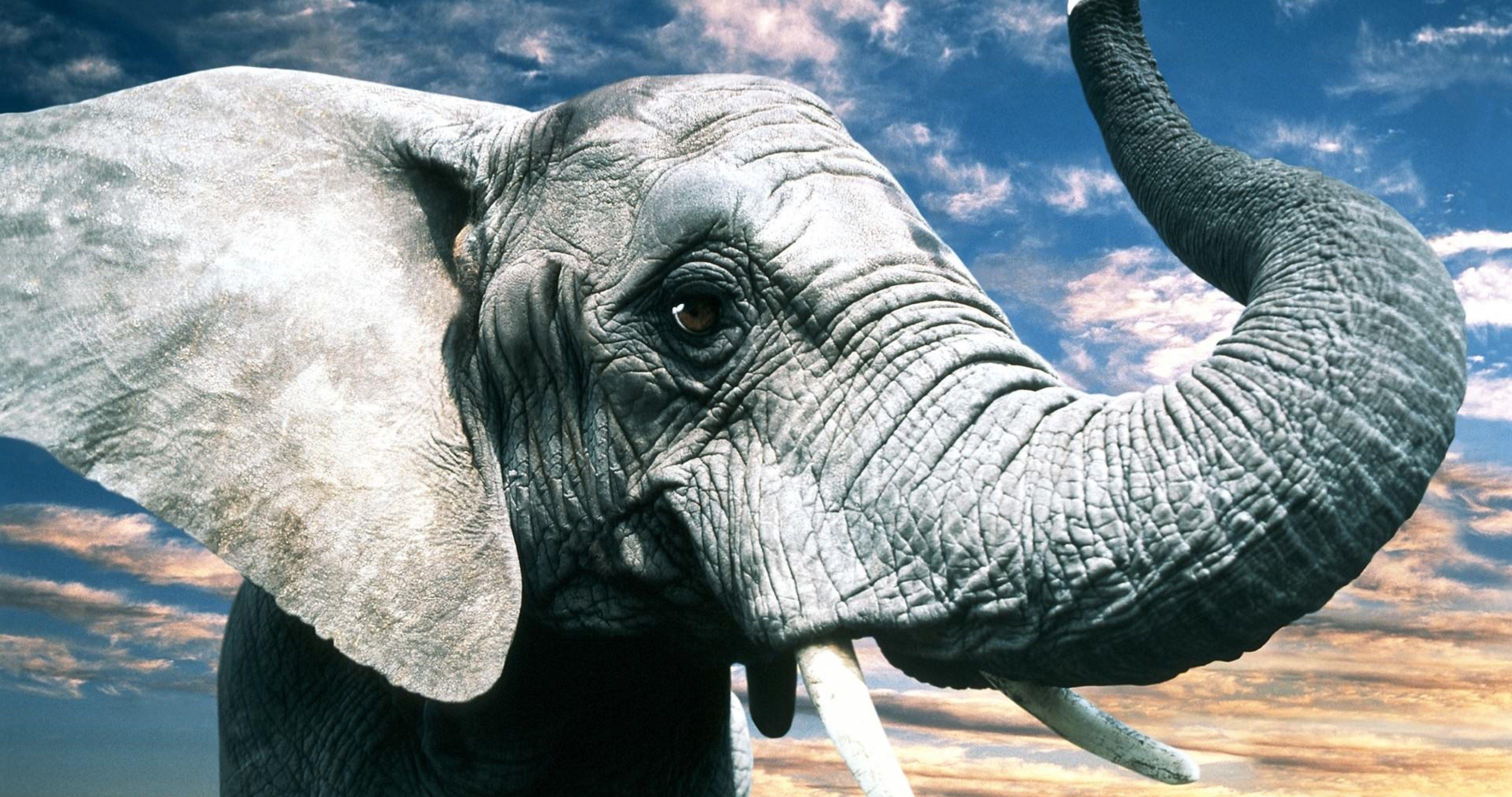 Elephant 4K Wallpapers - Top Free Elephant 4K Backgrounds - WallpaperAccess