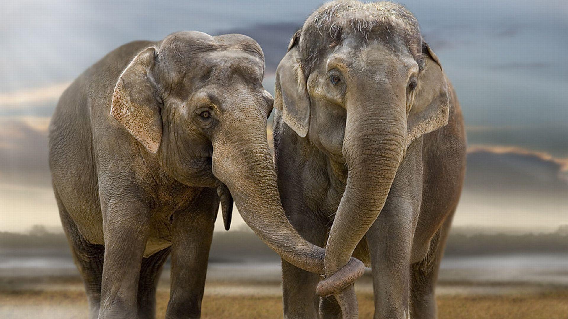 1920x1080 Free download Elephant Computer Wallpaper Desktop Background