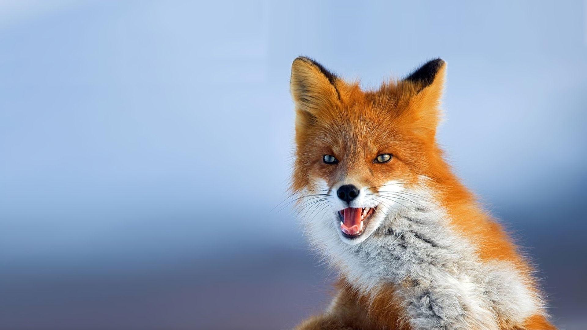 1920x1080 Fox Desktop Background .