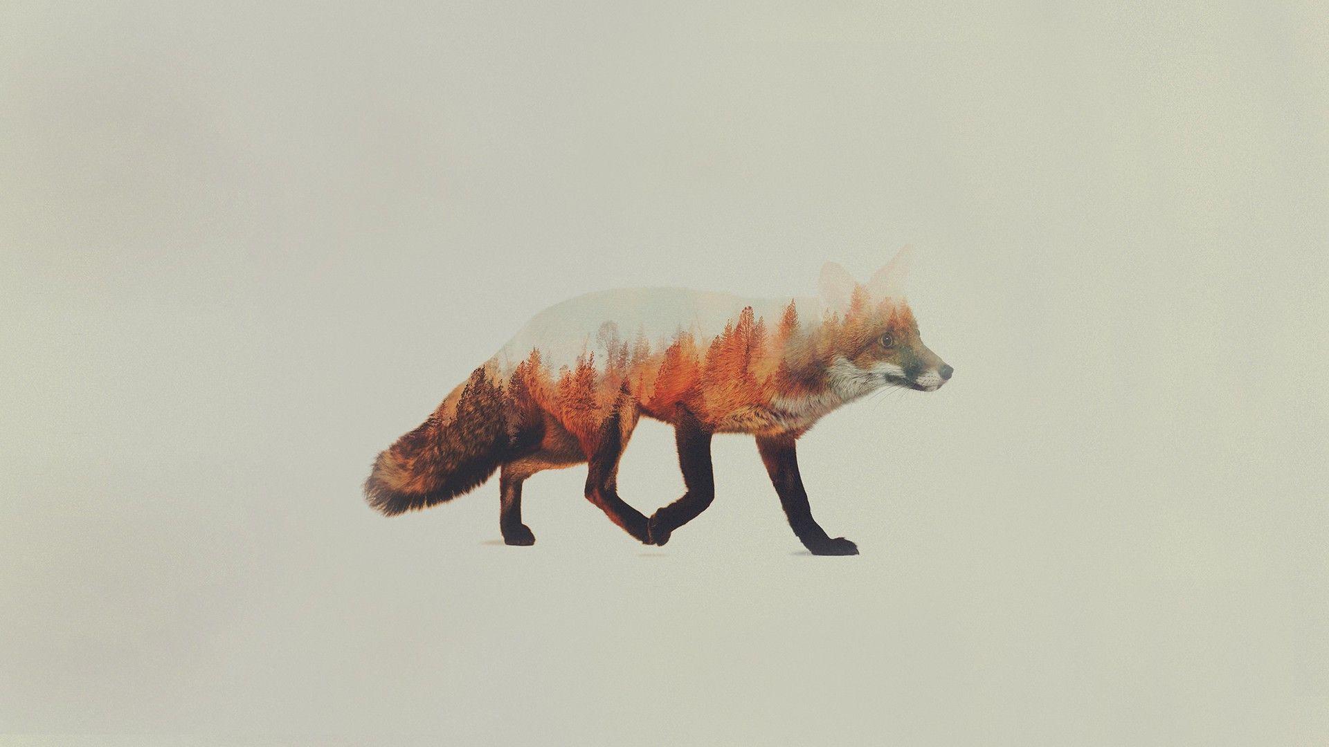 1920x1080 Hd Fox Wallpaper