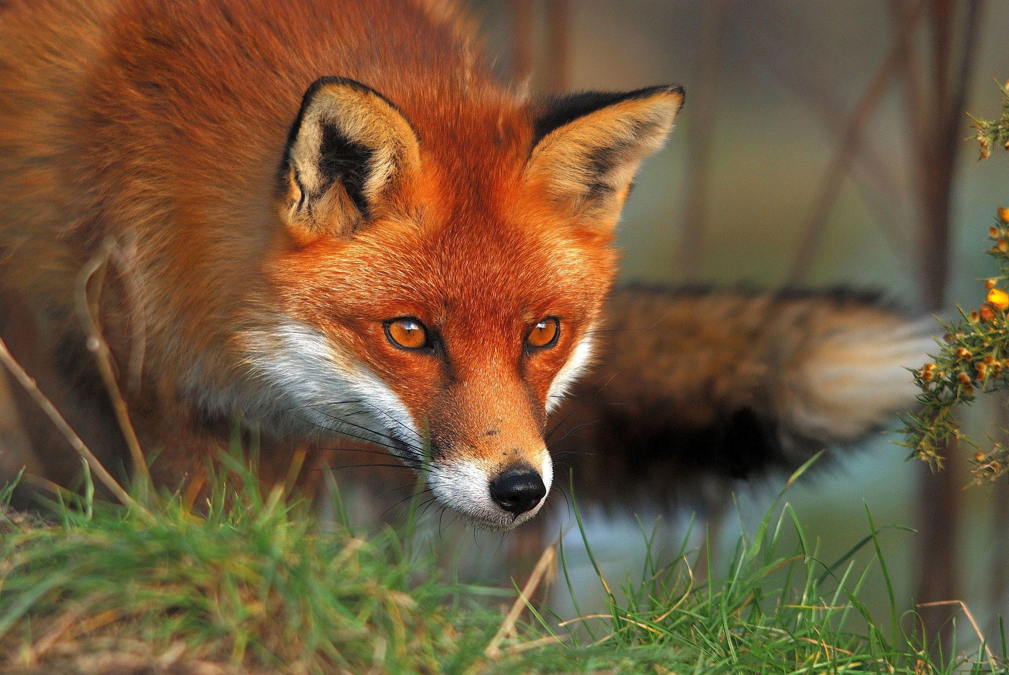 2048x1371 Fox HD Wallpaper and Background Image