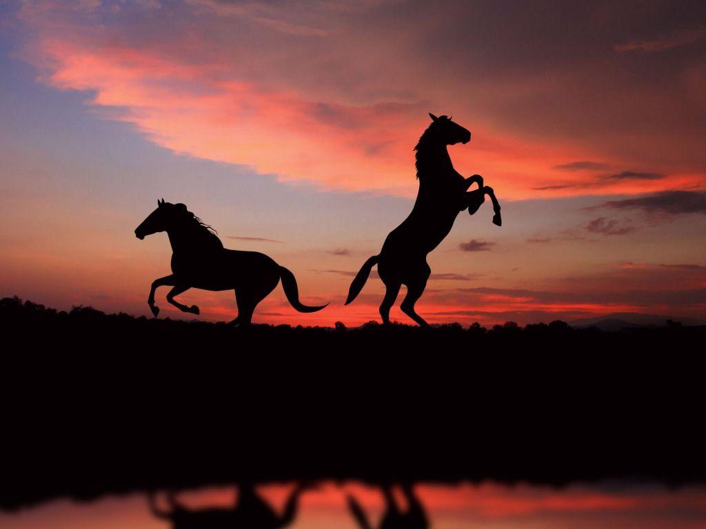 1024x768 Free download Horses Wallpaper Horse Desktop Background One HD