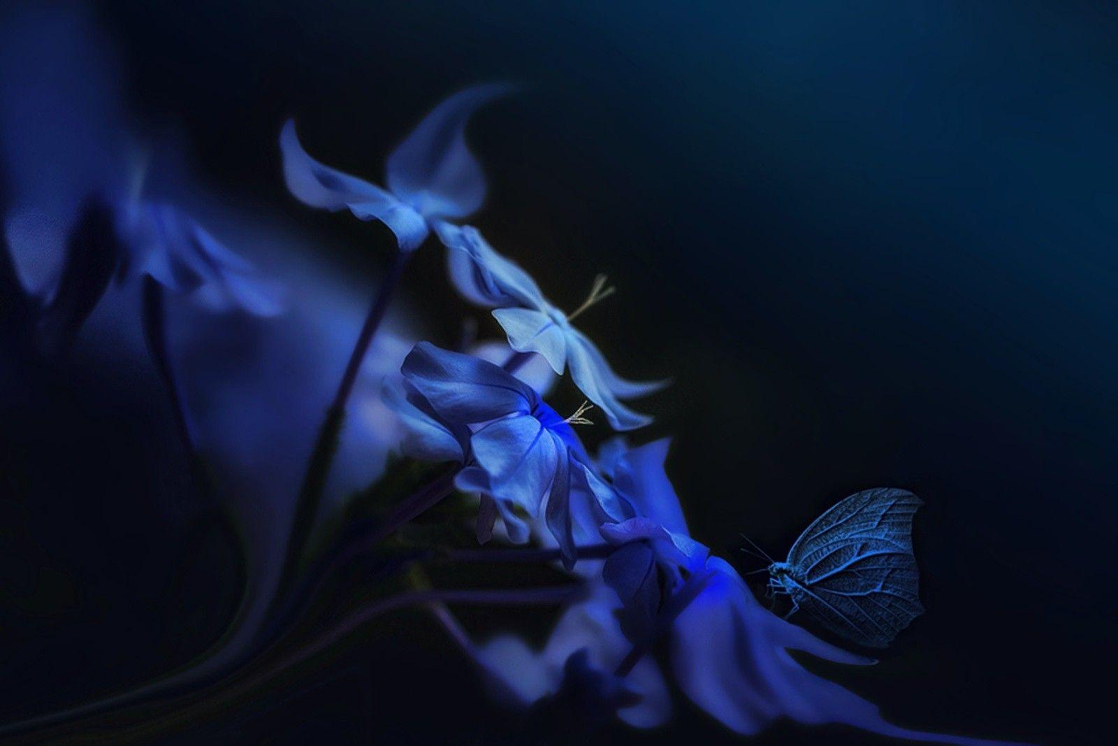 1600x1067 Flowers: Blue Butterflies Butterfly Abstract Wallpaper for HD 16:9