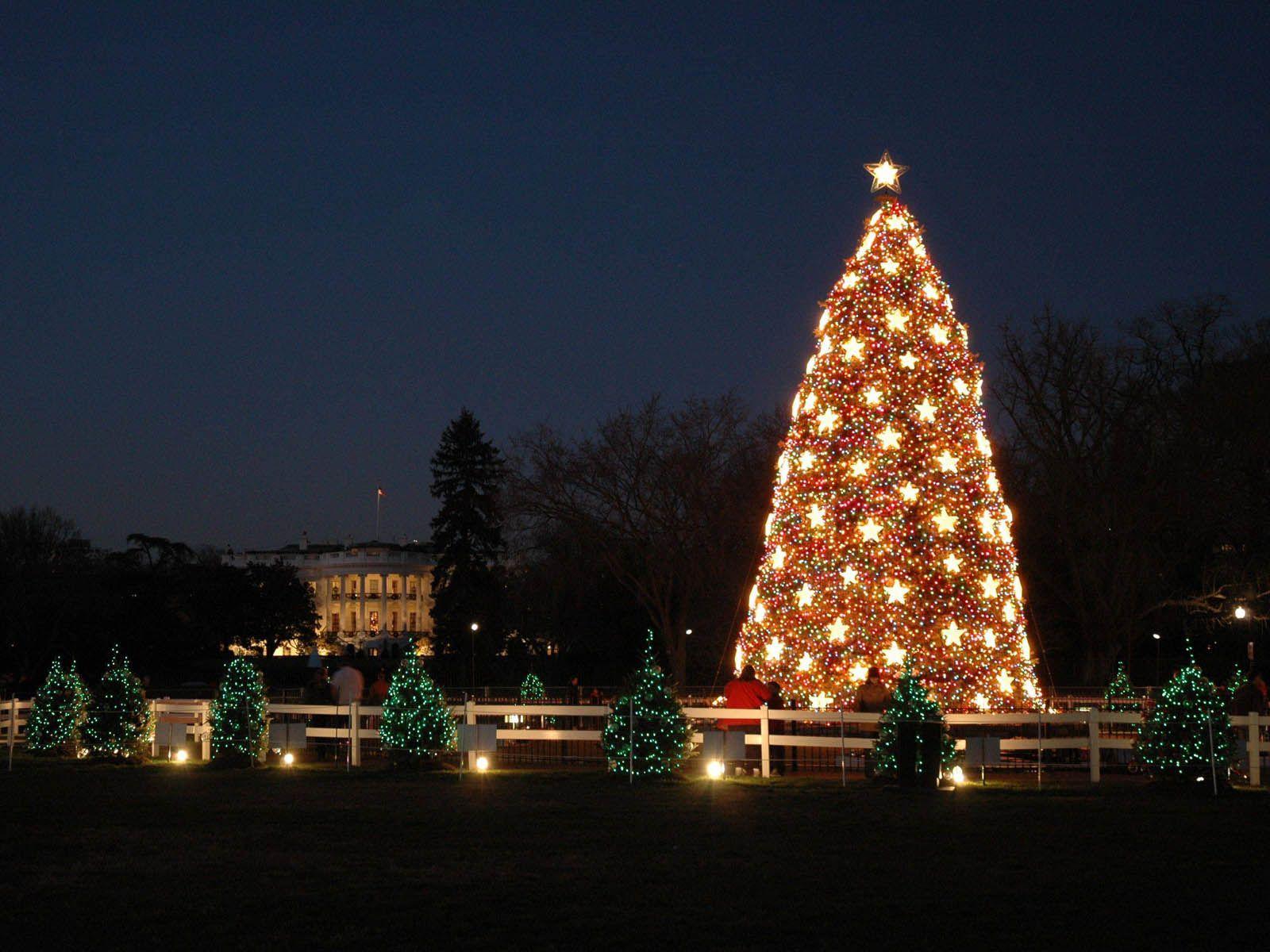 1600x1200 Decorated Christmas Tree 4k Ultra HD Pc Wallpaper idolza