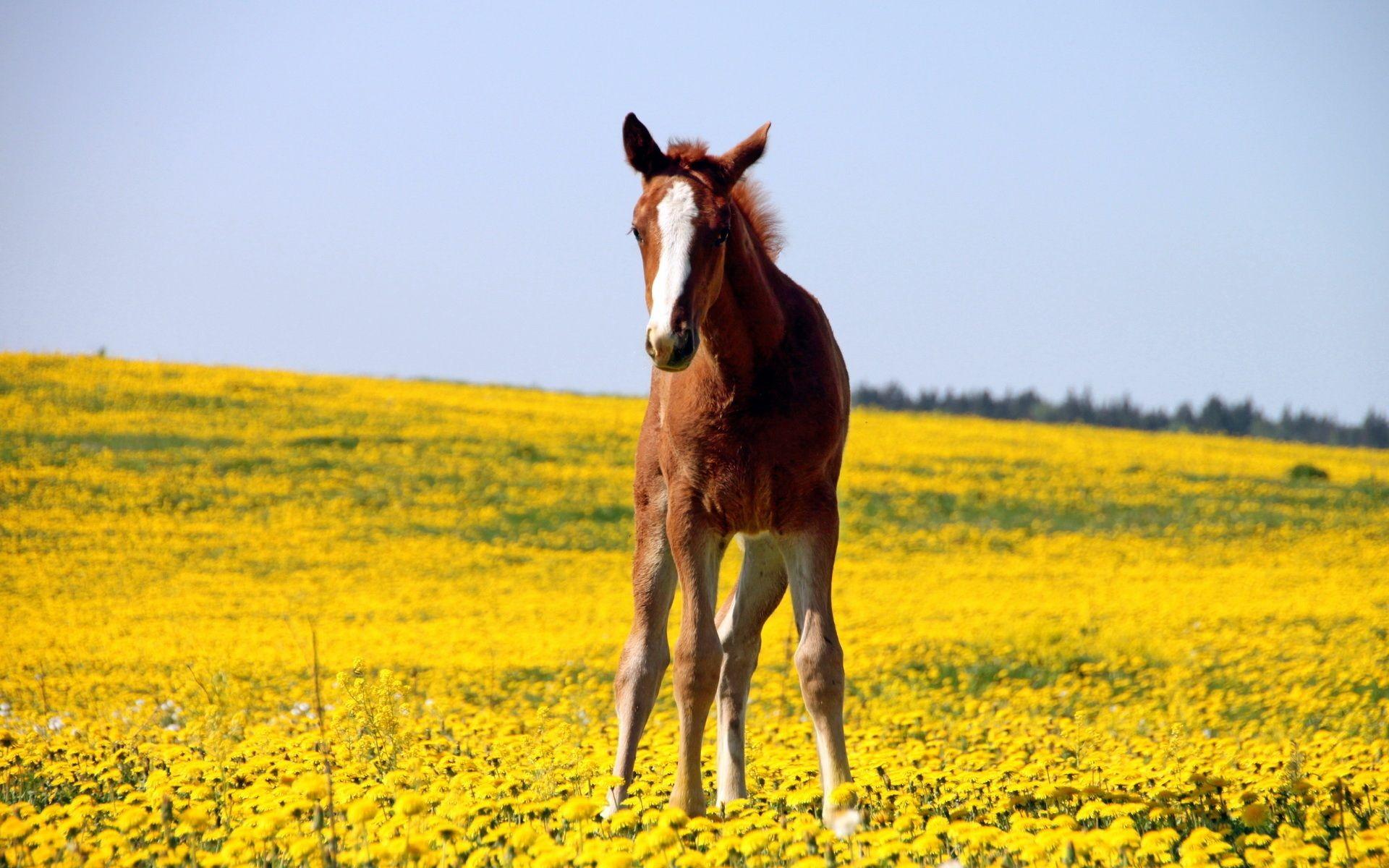1920x1200 Horse Desktop Wallpaper Picture 59327 1920x1200px