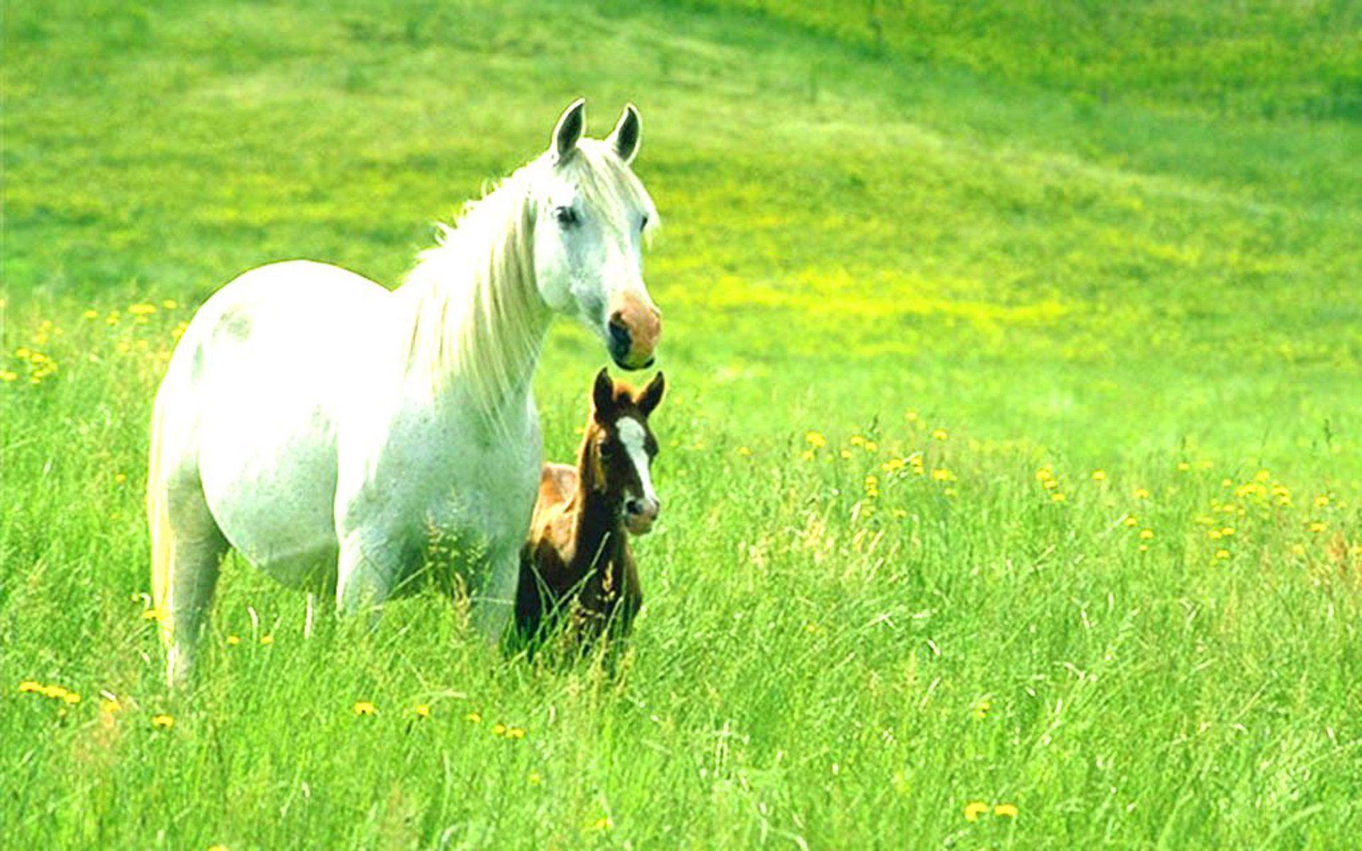 1920x1200 White Horse HD Wallpaper 1268 - Wild Horses Desktop Wallpaper