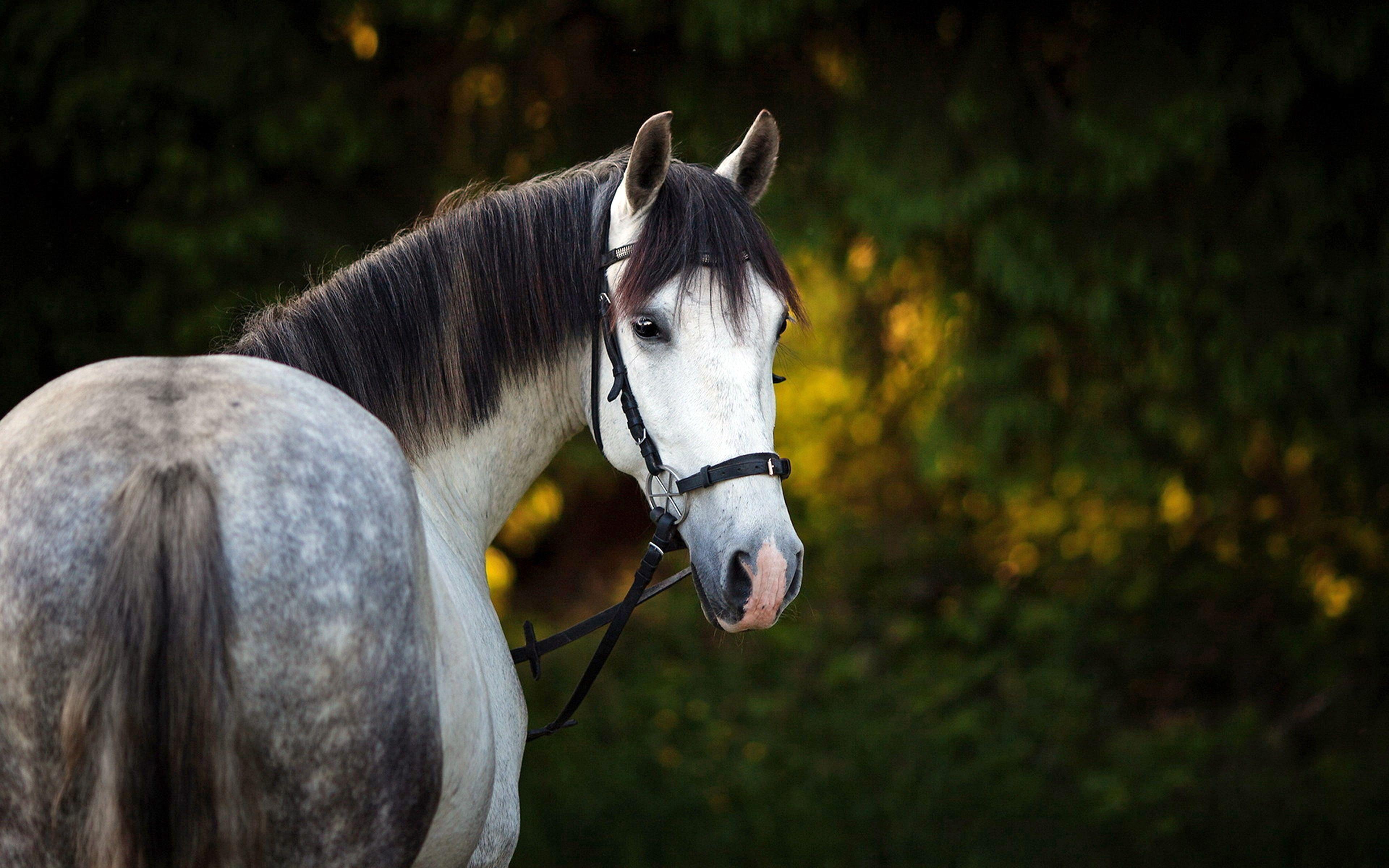 3840x2400 Lovely Gray Horse Desktop Wallpaper HD :