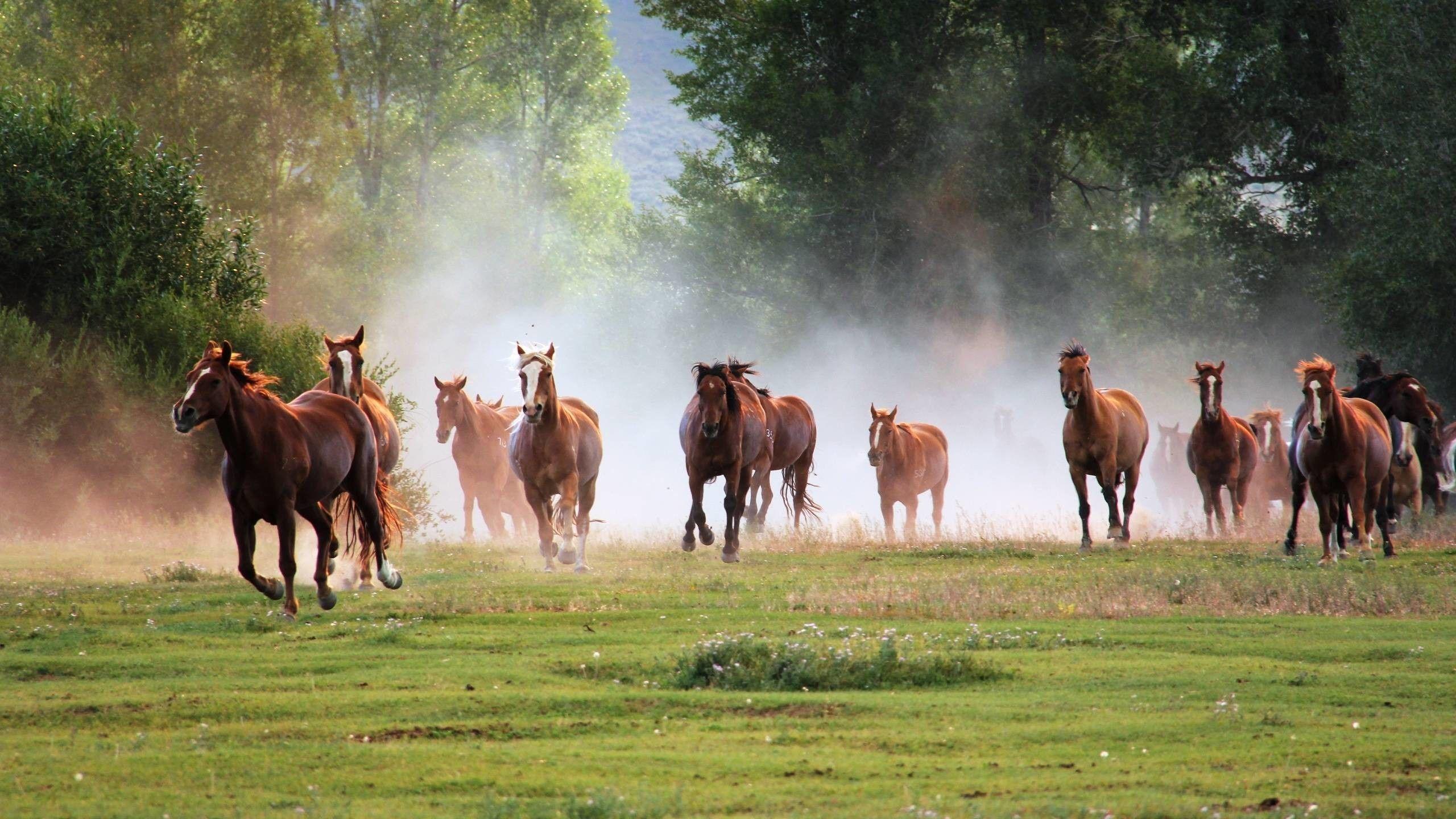 2560x1440 Horse Desktop Background