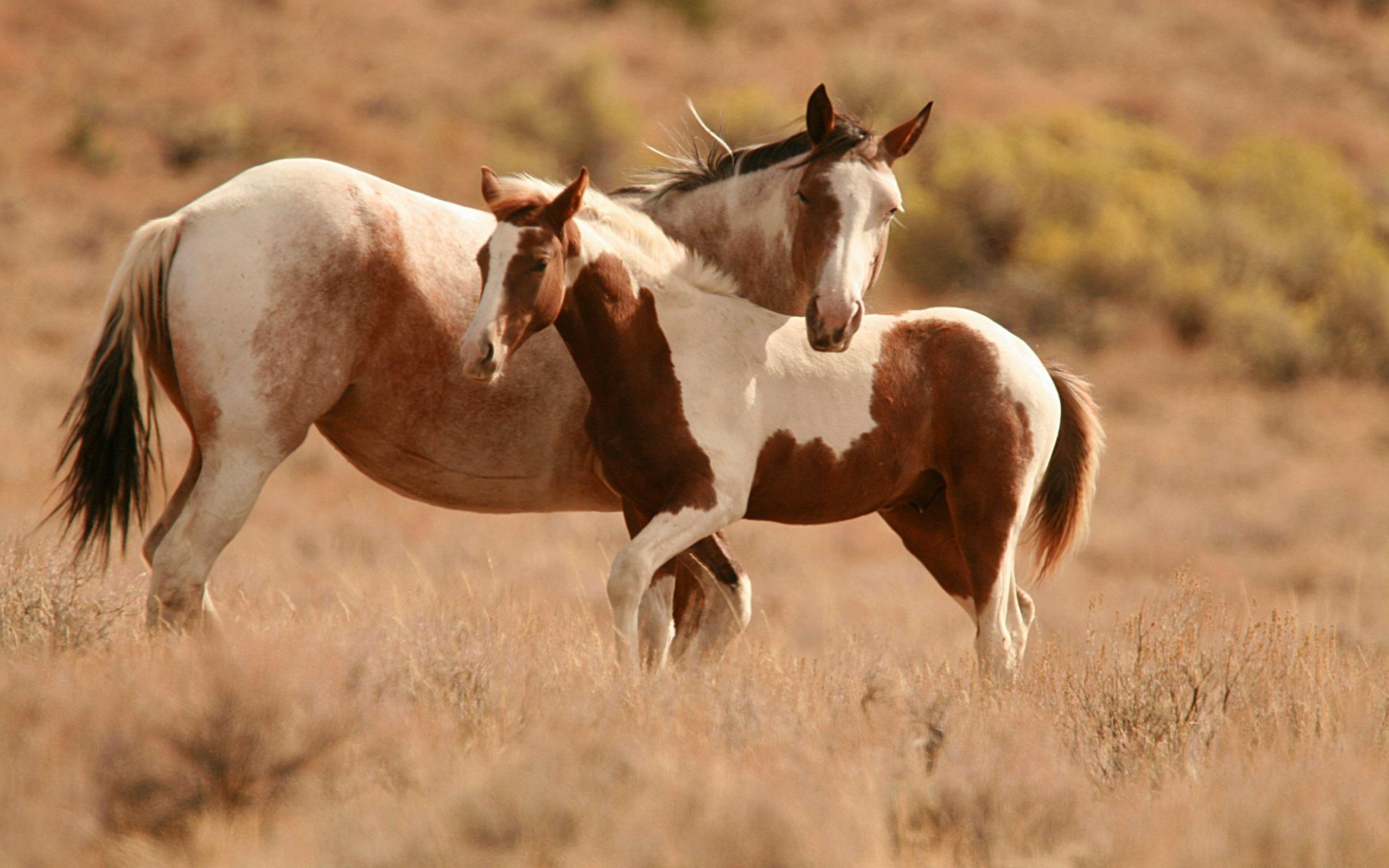 2560x1600 Horse desktop wallpaper Wallpaper Wallpaper 88705