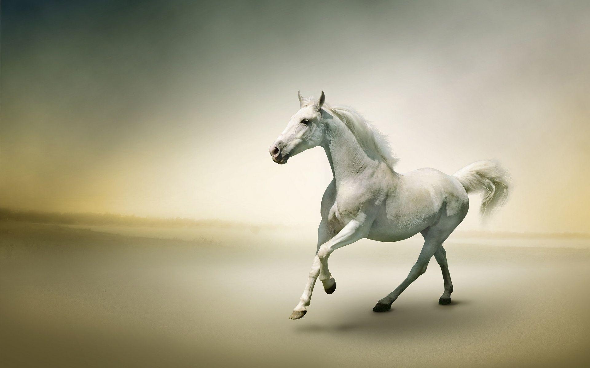 1920x1200 Free download Horse Desktop Wallpaper One HD Wallpaper Picture