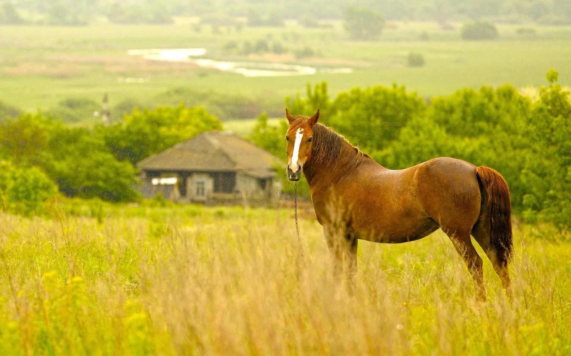 1920x1200 Horses Computer Wallpaper