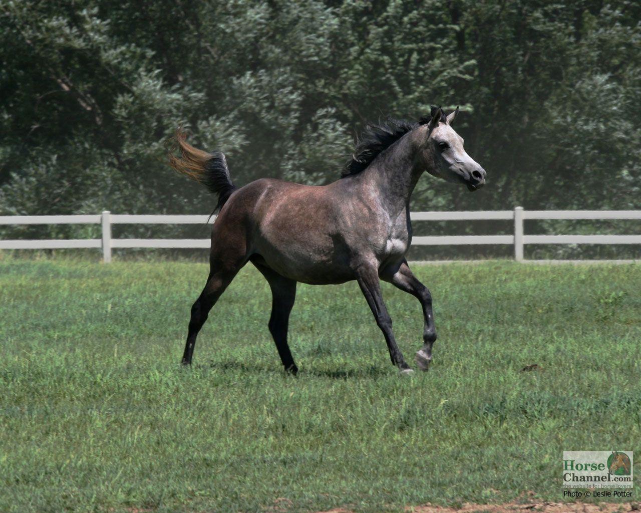 1280x1024 Arabian Horse Screensaver and Desktop Wallpaper