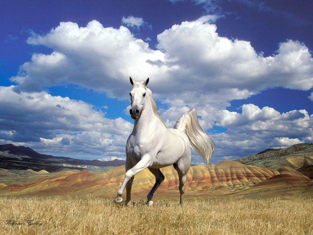 1024x768 HD Classic Wallpaper: horse desktop wallpaper
