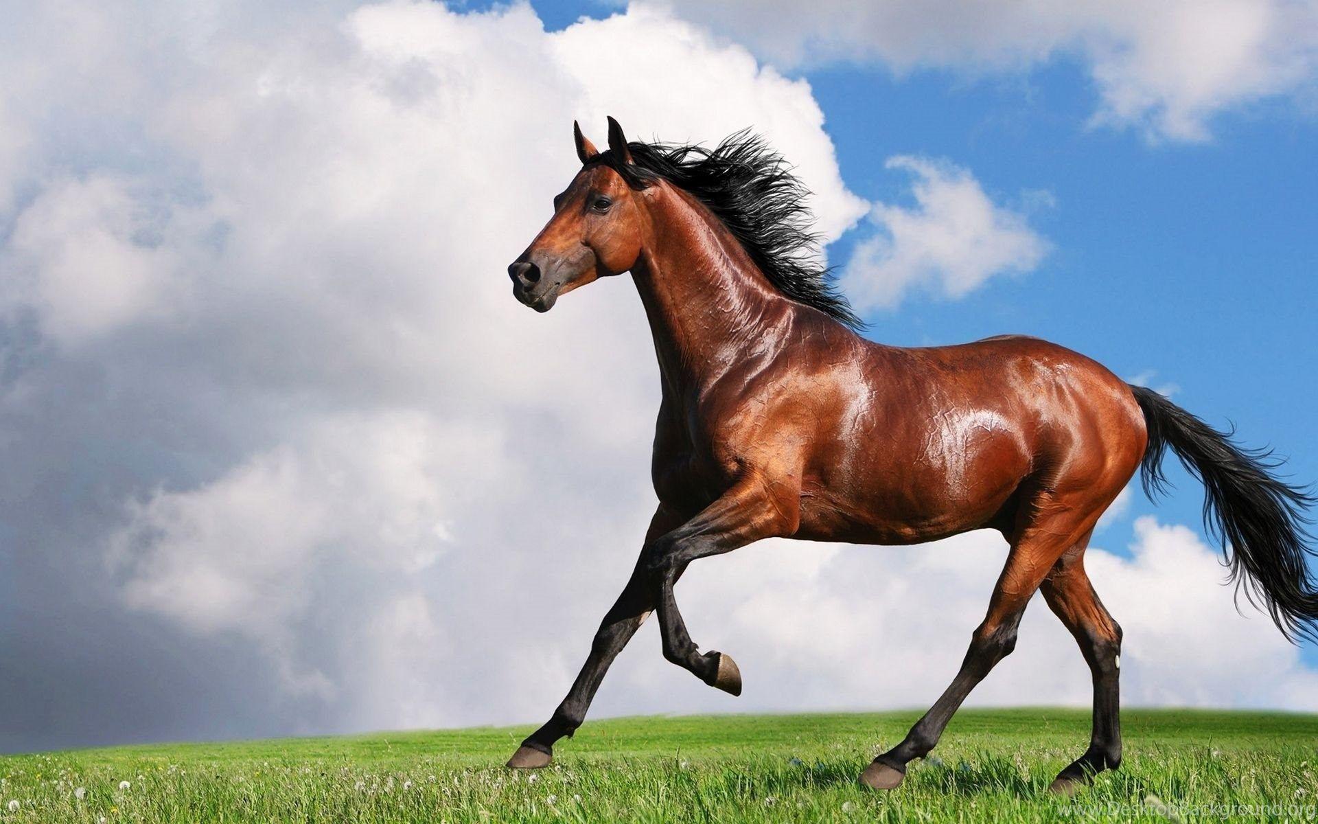 1920x1200 Amazing Horse Desktop Wallpaper HD Wallpaper Desktop Background