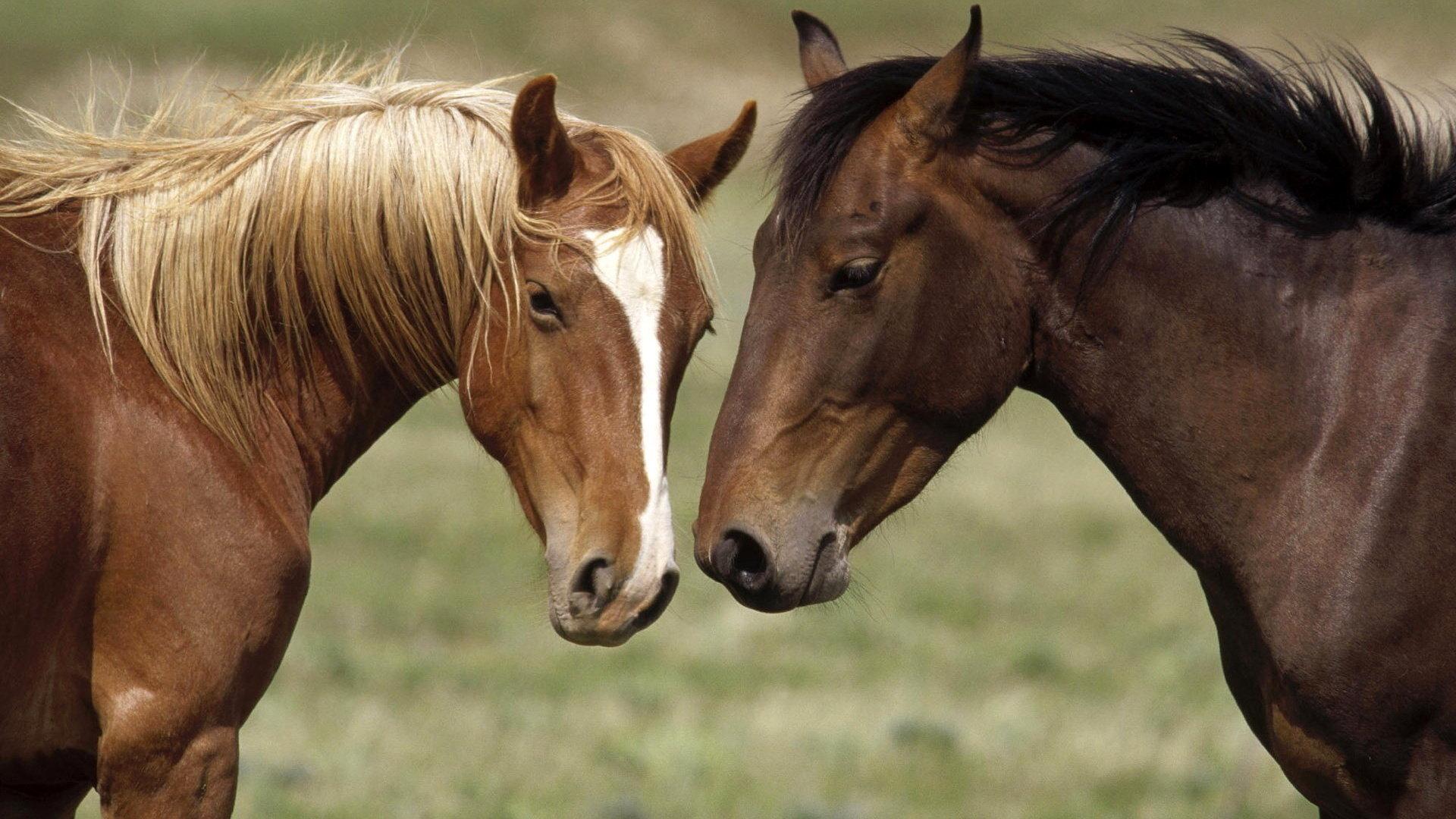 1920x1080 Download HD 1080p Horse desktop wallpaper for free