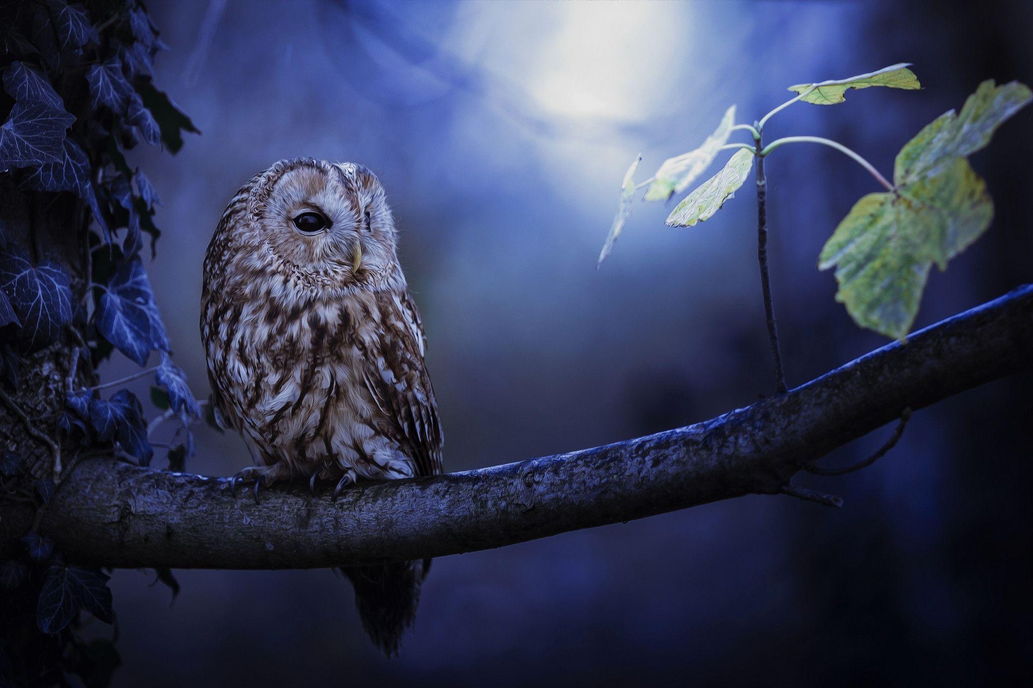 Beautiful Owl Wallpapers - Top Free Beautiful Owl Backgrounds ...