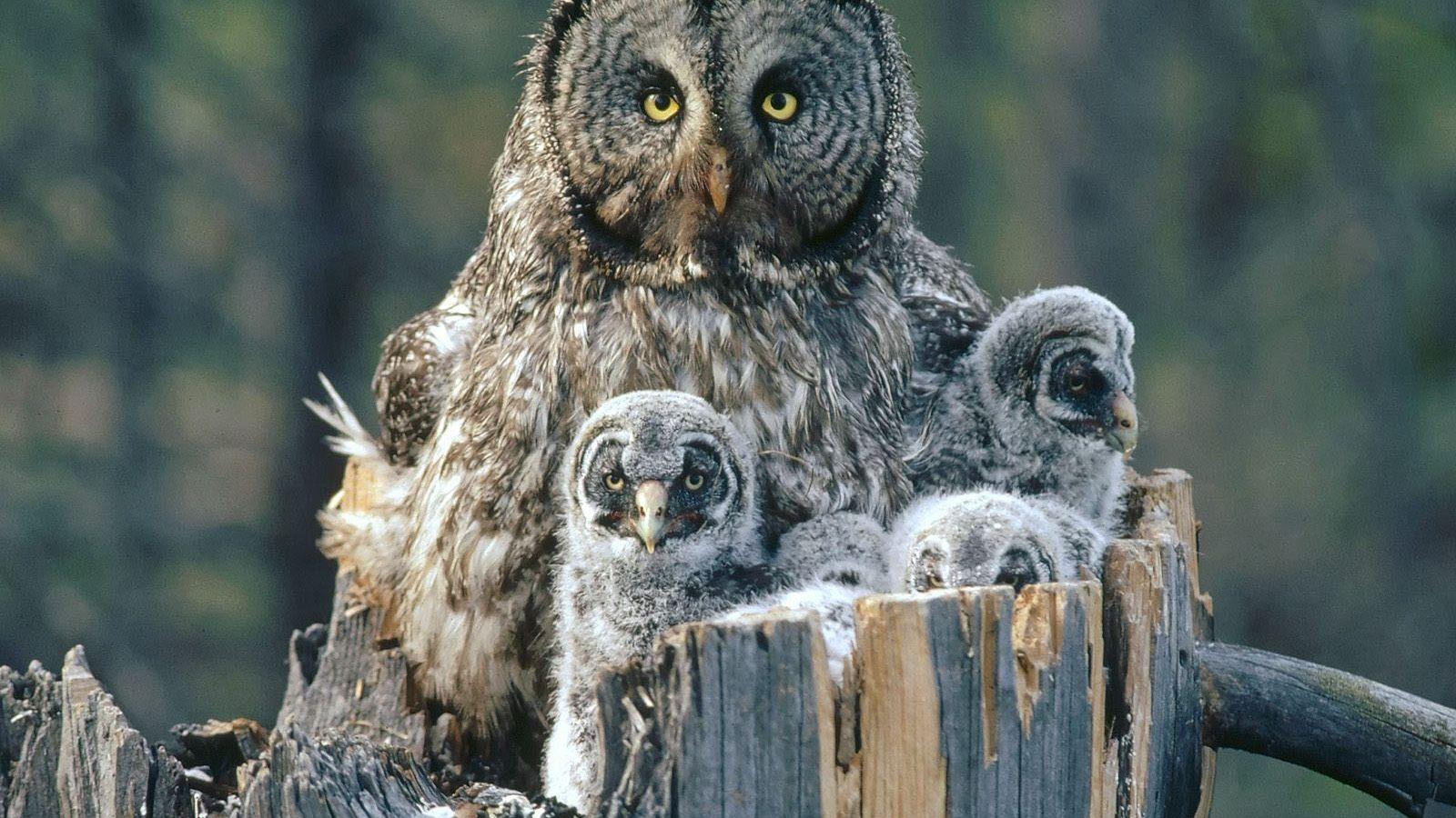 1600x900 Free download Beautiful Wallpaper For Desktop Owl wallpaper HD