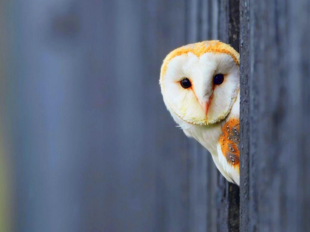 1024x768 Free download Owl HD Wallpaper Picture Image Background Photo