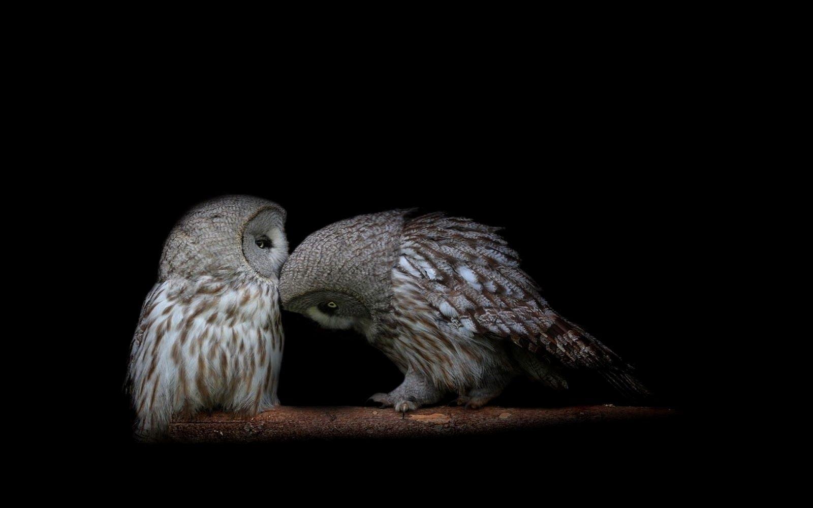1600x1000 Beautiful Owl HD Wallpaper Ideas