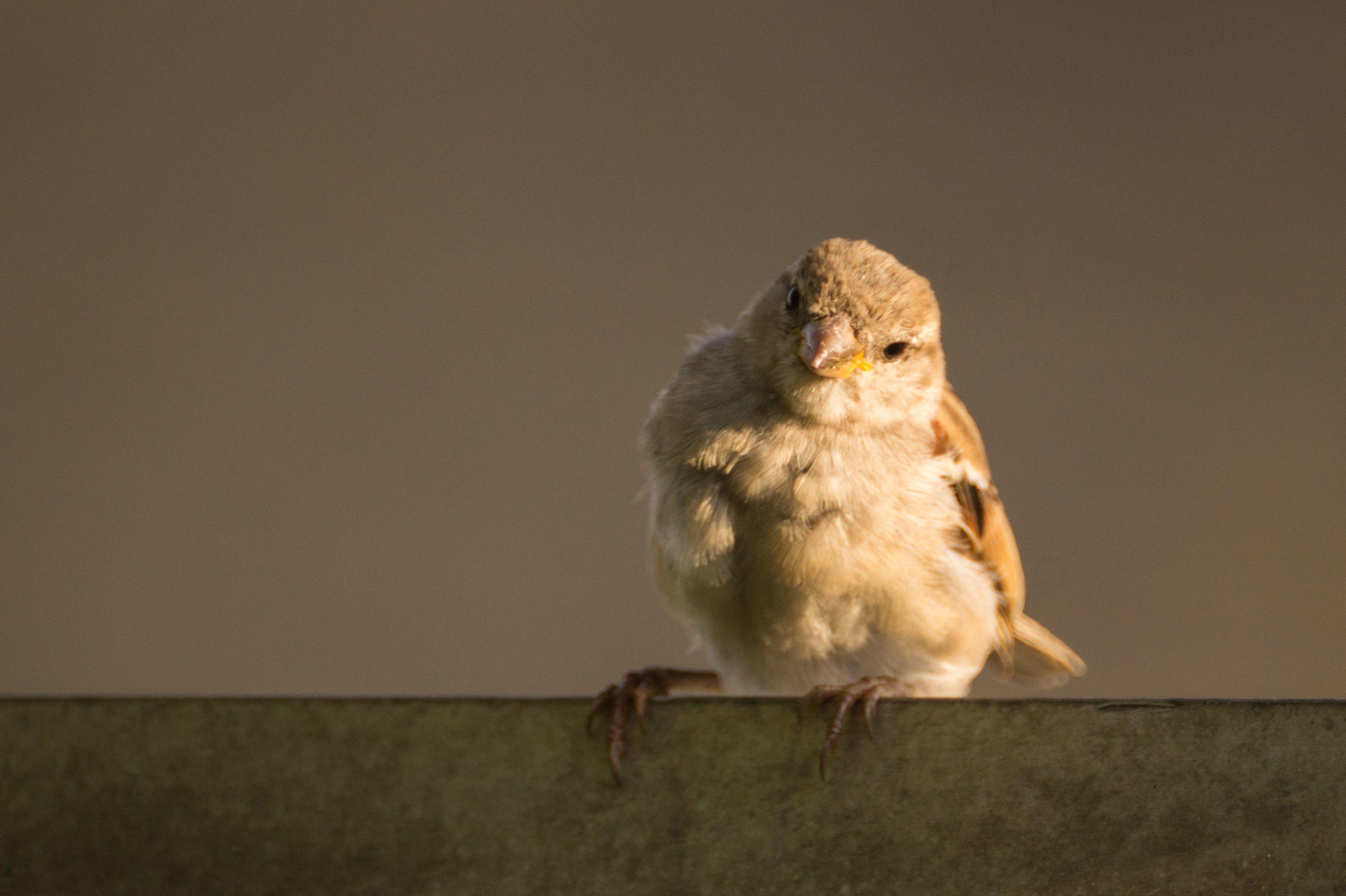4515x3006 cute baby bird wallpaper collection free download. Bird