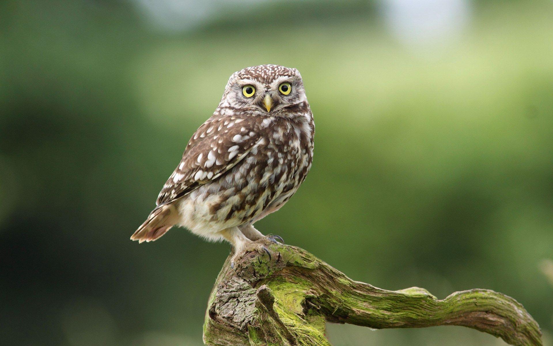 1920x1200 Beautiful owl