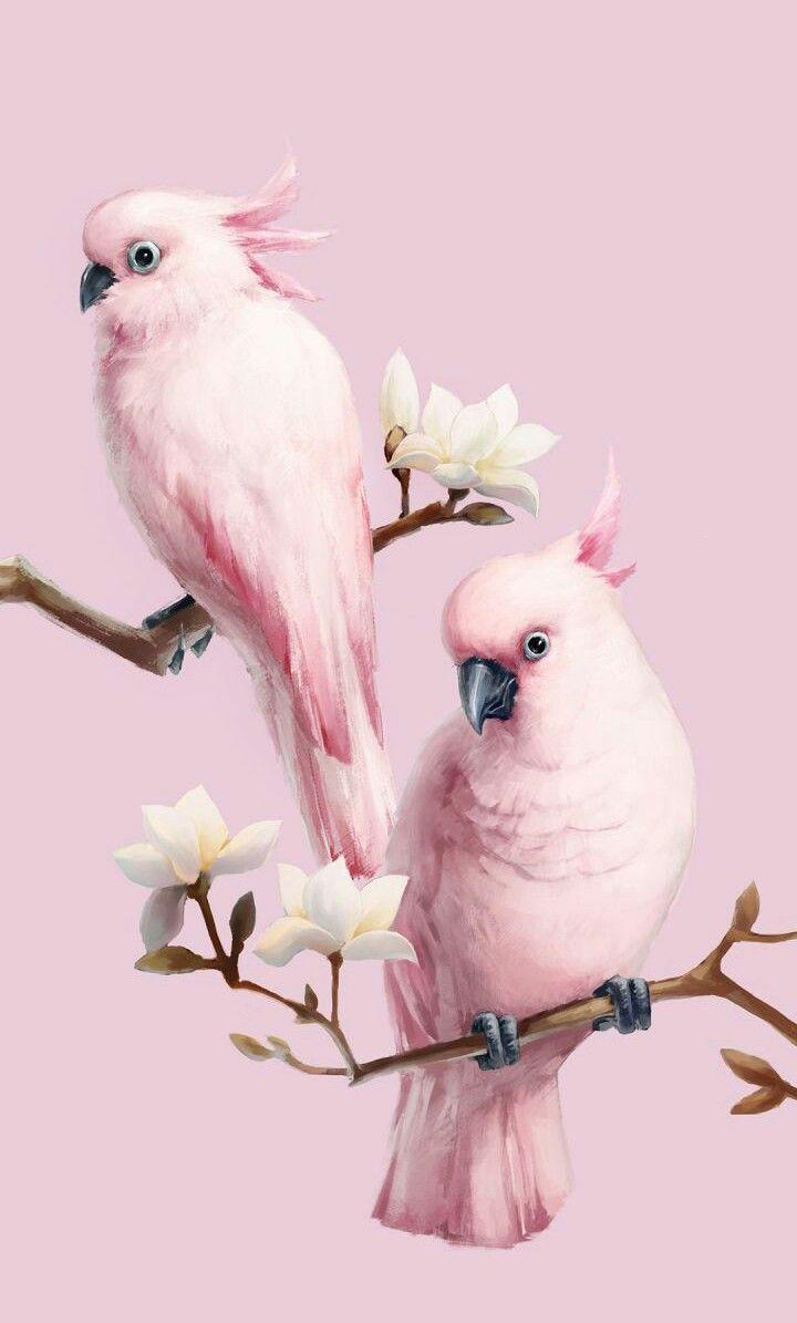 Pink Bird Wallpapers - Top Những Hình Ảnh Đẹp