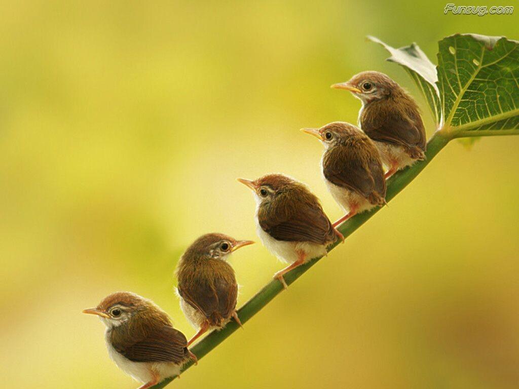1024x768 Birds Wallpaper