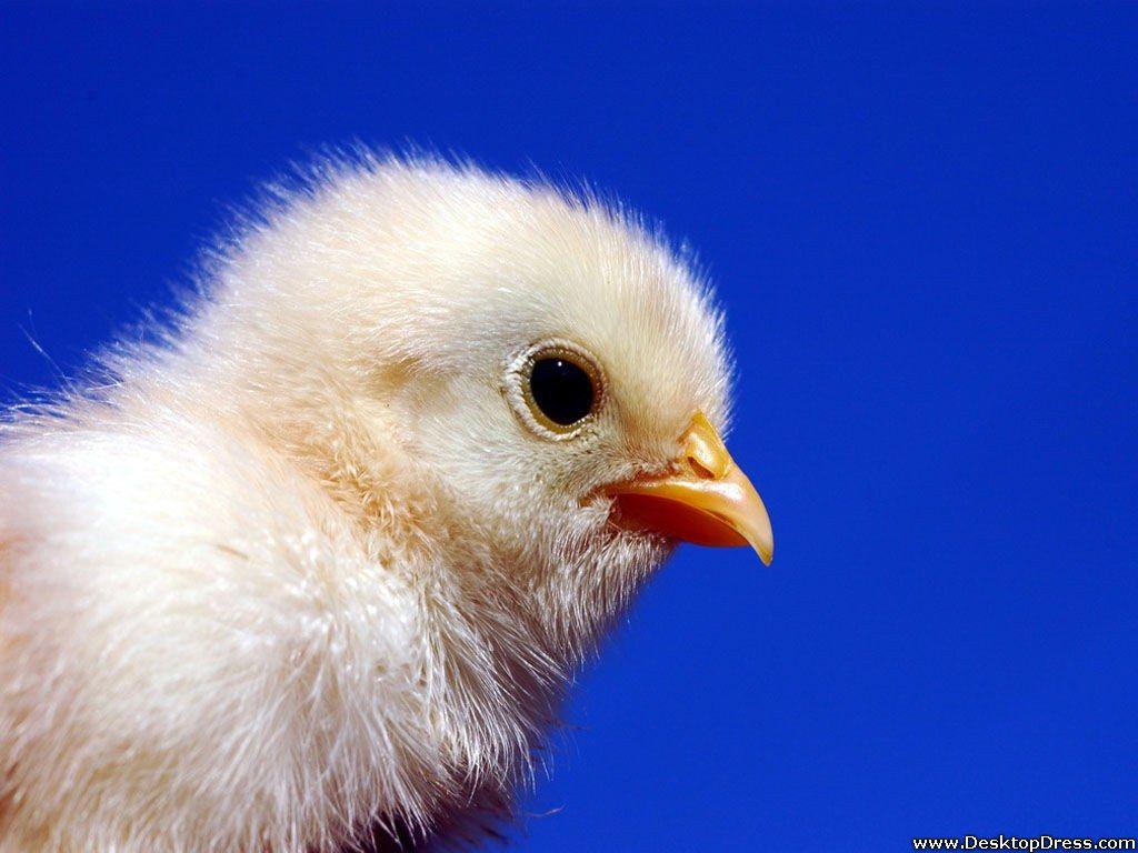 1024x768 Desktop Wallpaper Animals Background Baby Bird