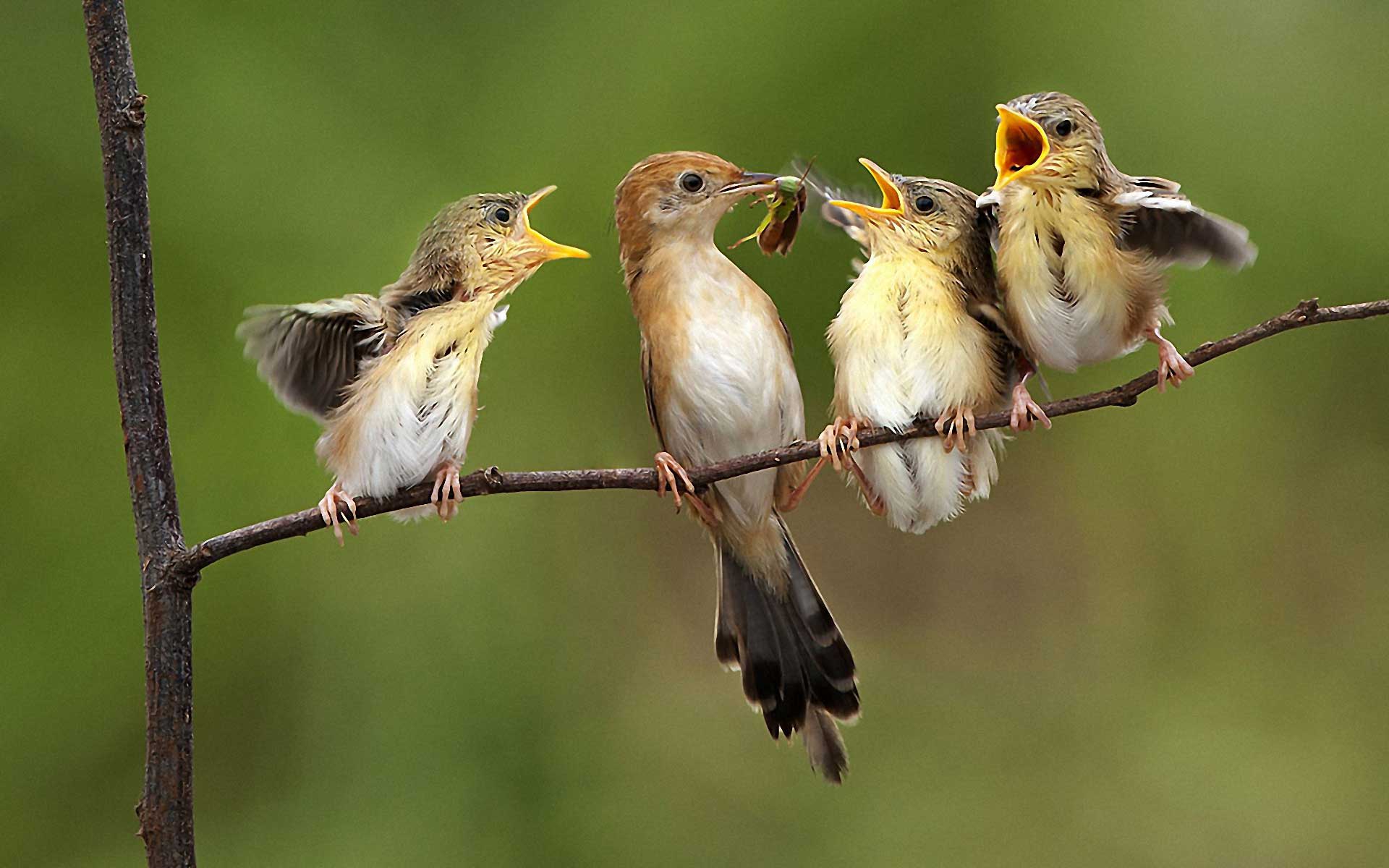 1920x1200 Birds Wallpaper