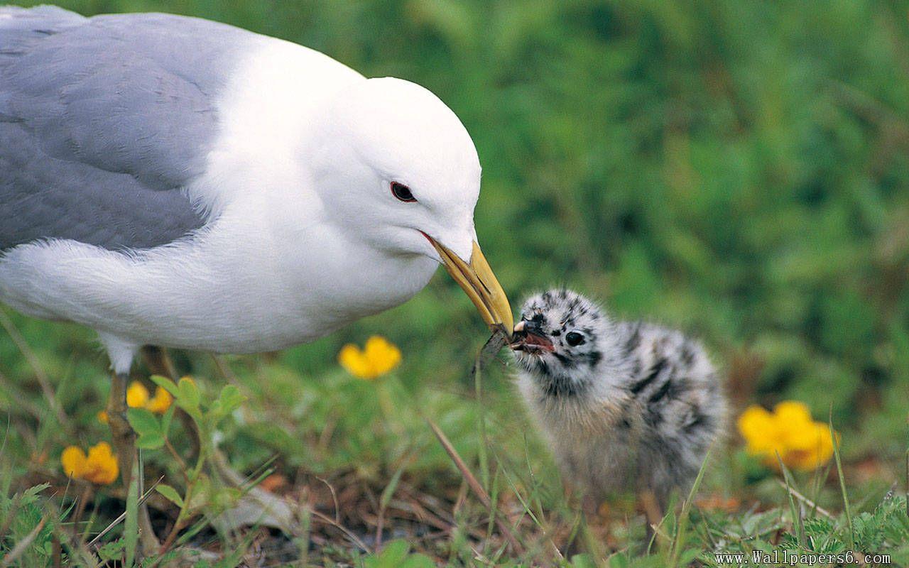 1280x800 the mother bird feed her baby bird with larve Wallpaper. Animals