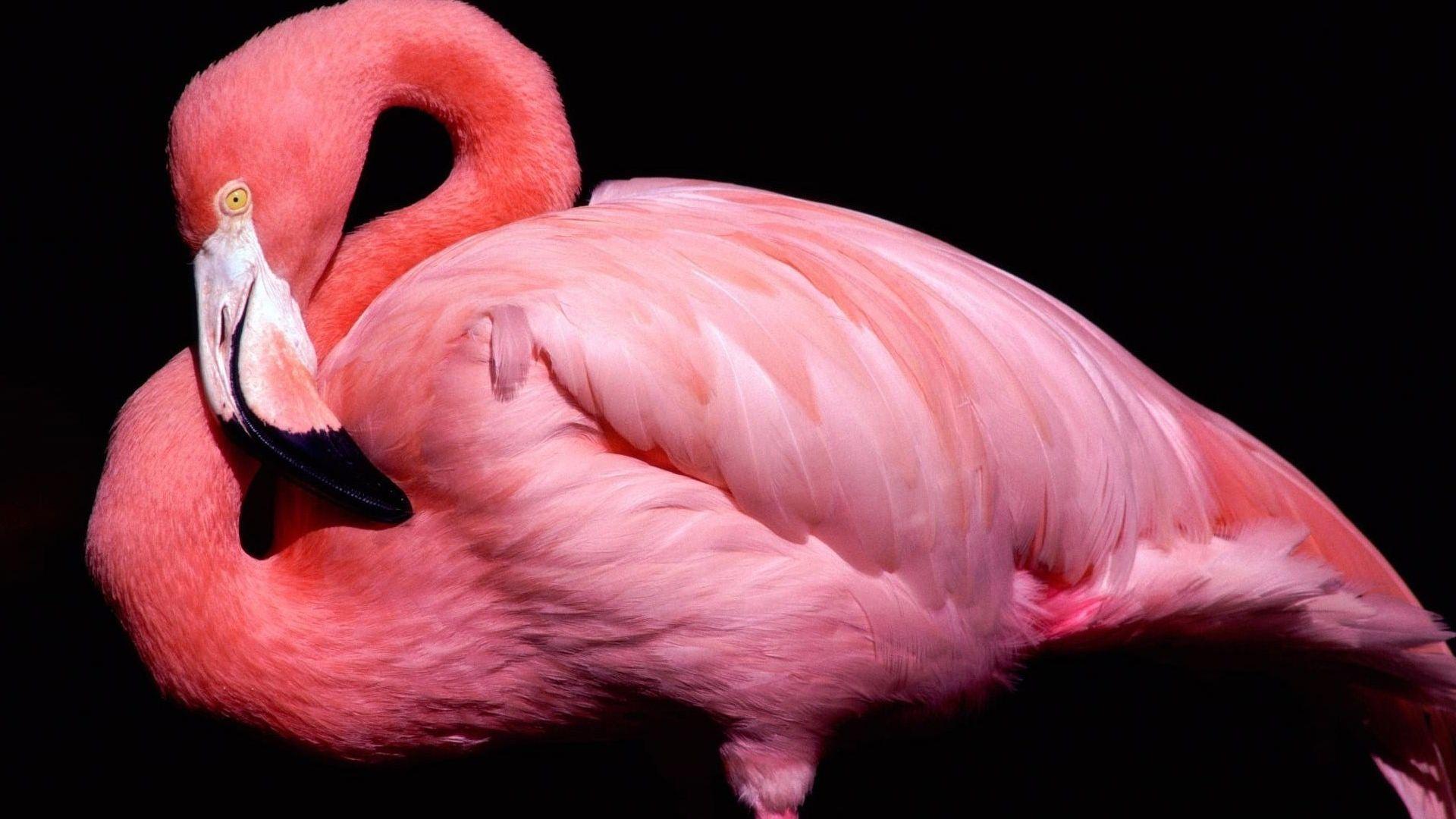 1920x1080 Tải xuống miễn phí Pink Bird Flamingo Hình nền HD [1920x1200]