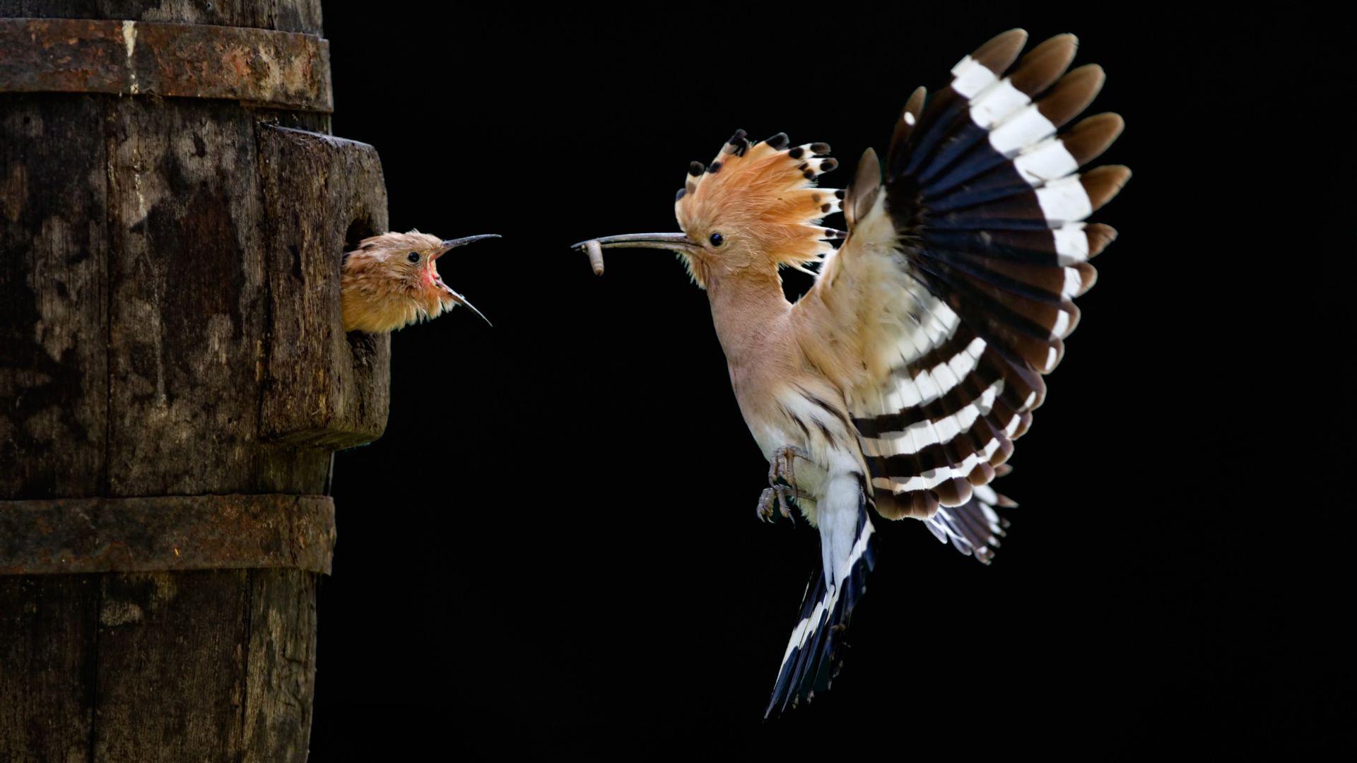 1920x1080 Hoopoe and baby bird Desktop wallpaper 1920x1080