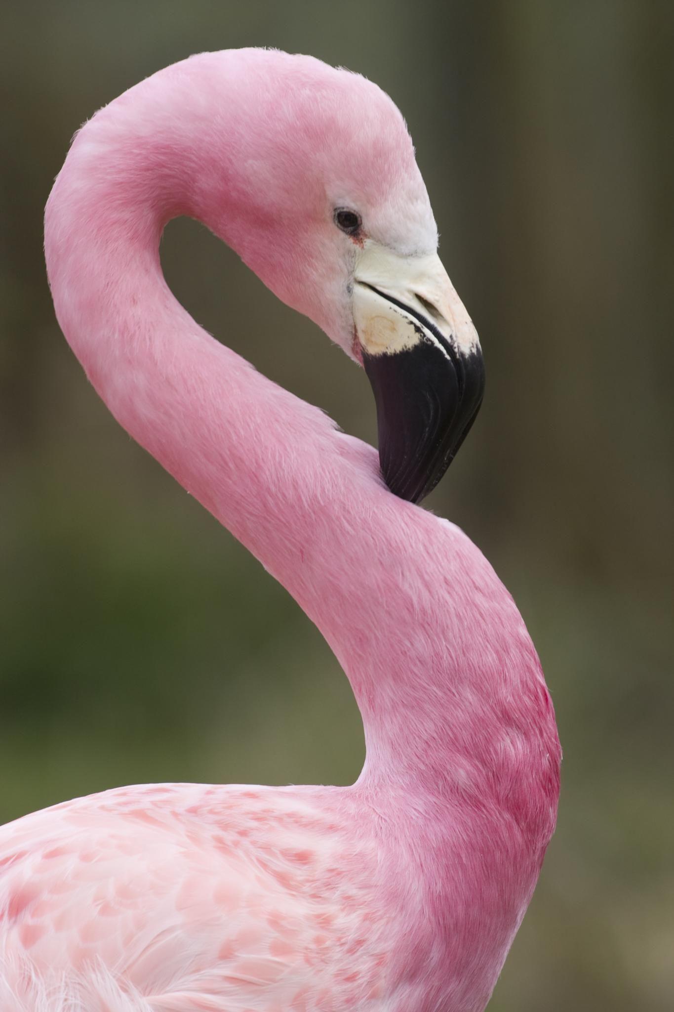 1365x2048 Pink - Flamingo - title Đây là mặt tốt của tôi!  -