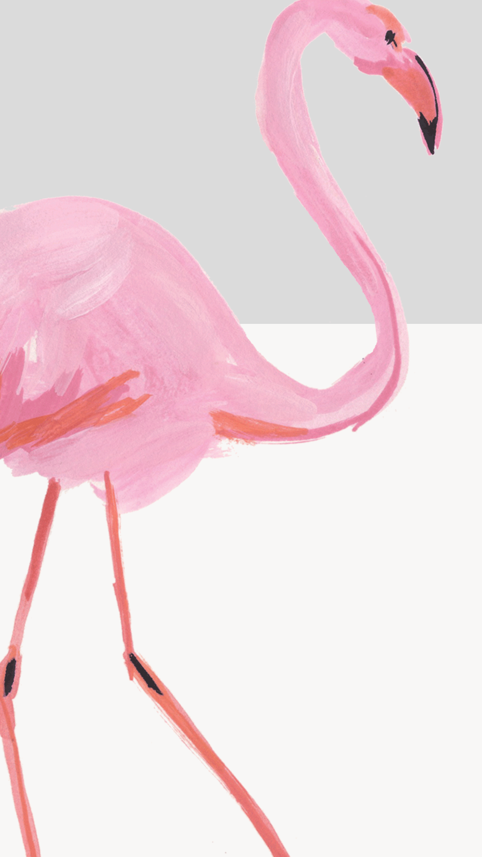 960x1704 iPhone Wallpaper. Flamingo, Greater flamingo, Pink, Bird, Water