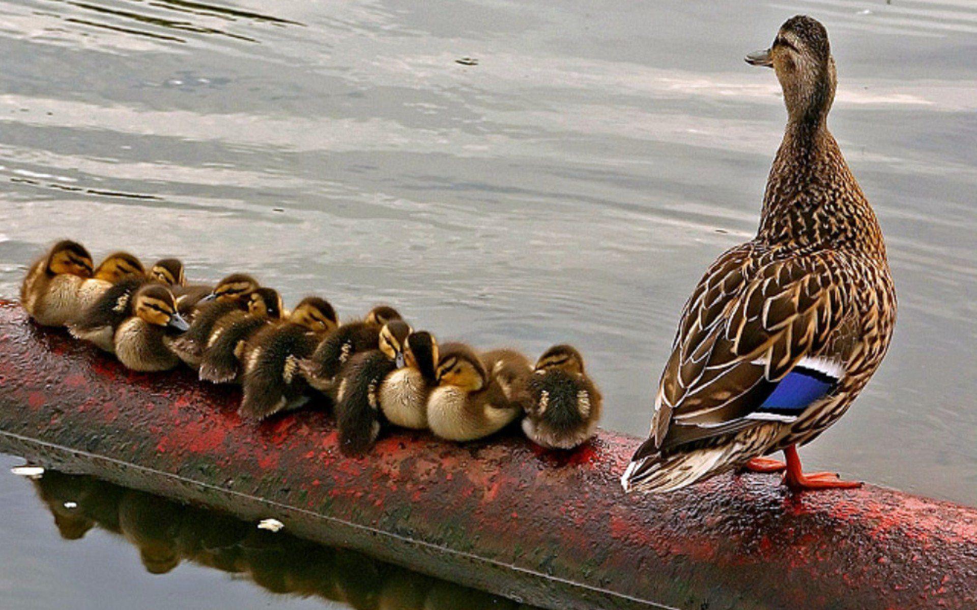 1920x1200 Birds ducks duckling baby birds wallpaperx1200