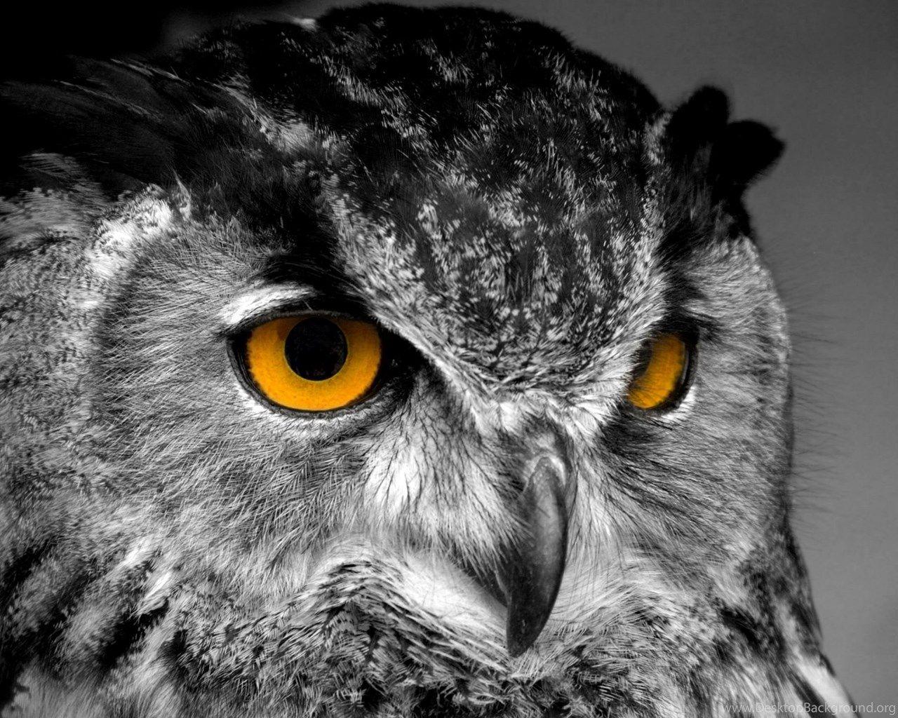 1280x1024 Beautiful owl desktop background HD Desktop Background