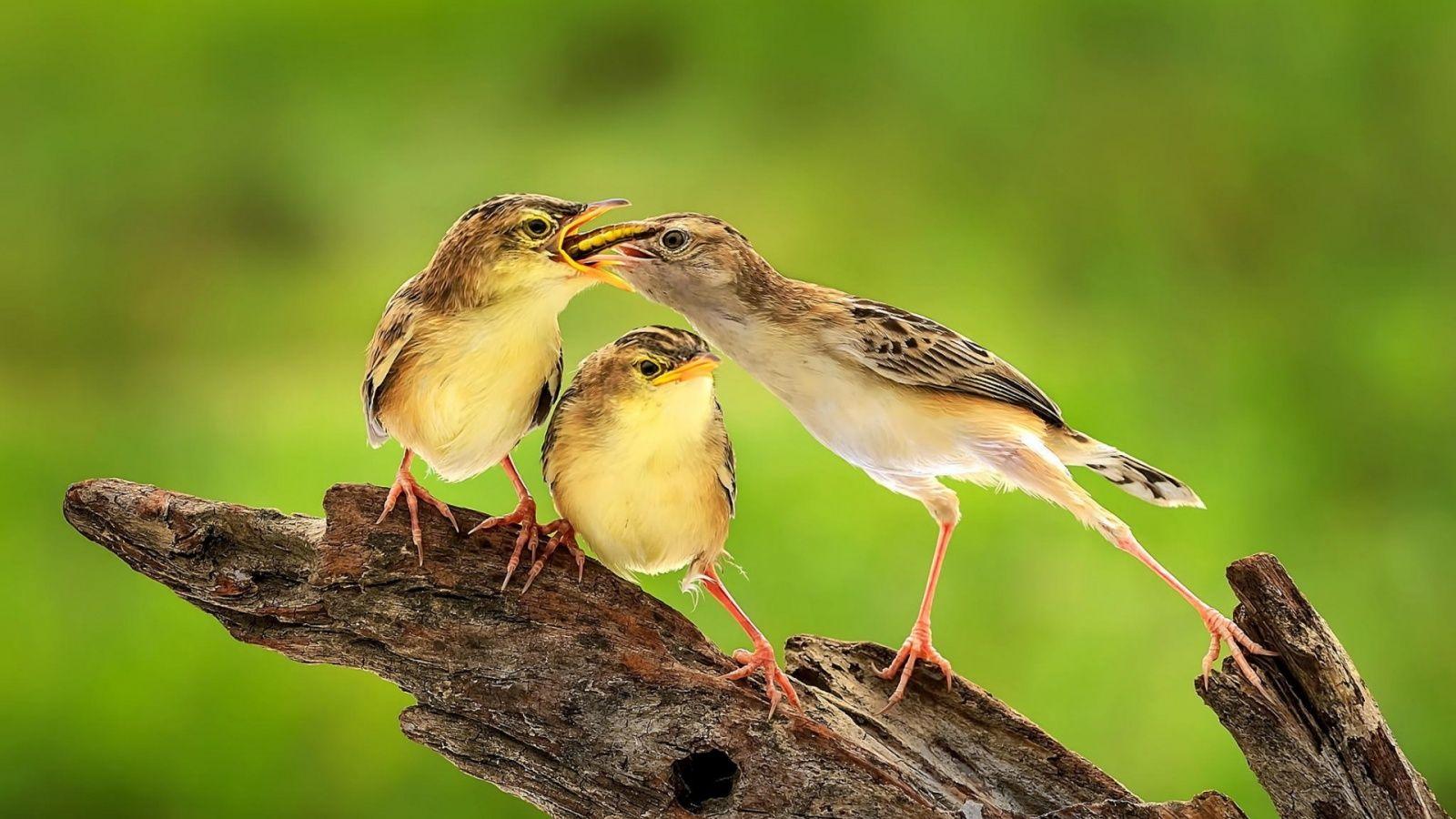 1600x900 Bird Feeding Baby Bird Wallpaper