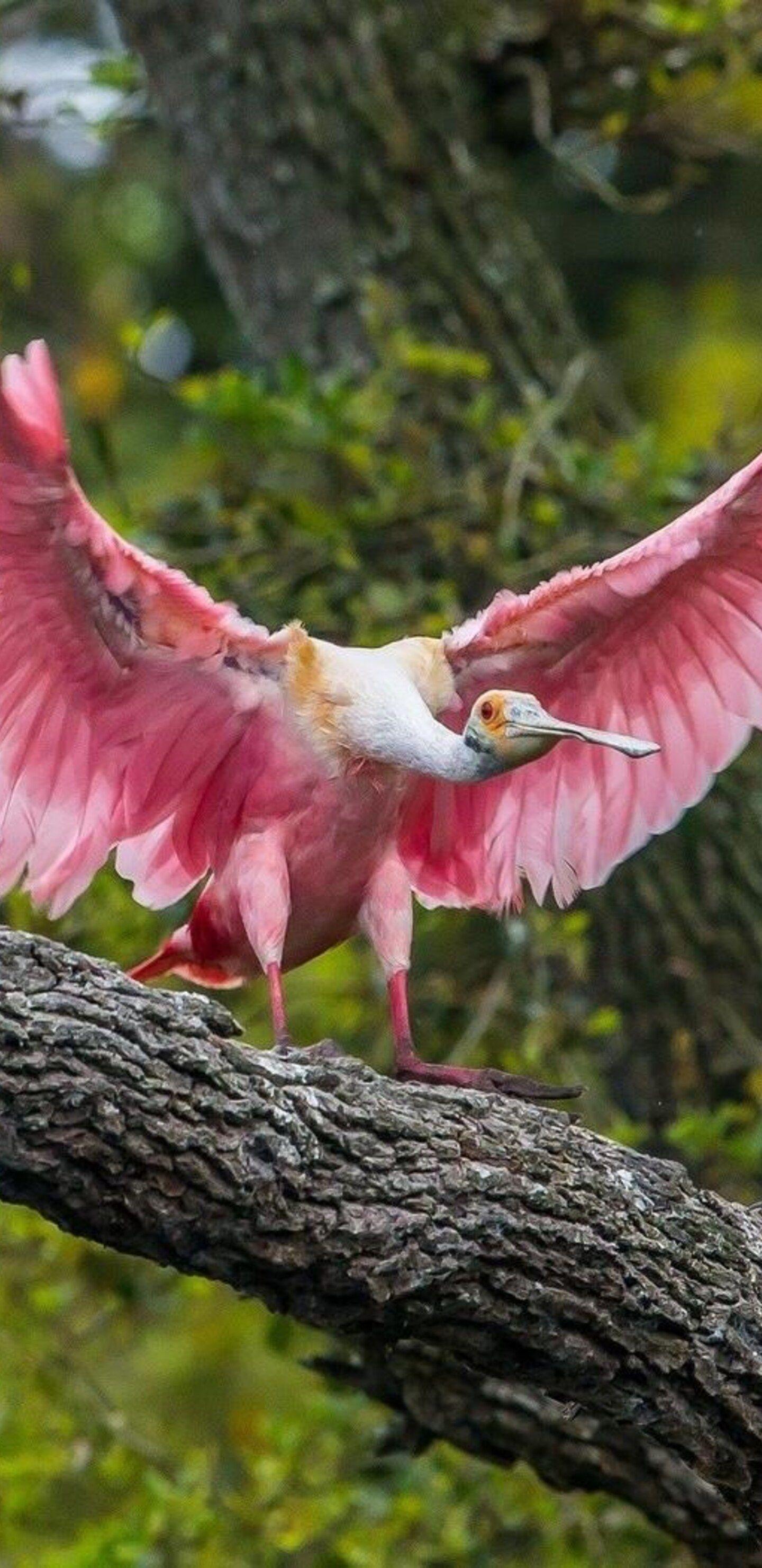 1440x2960 ​​Pink Birds Samsung Galaxy Note 9, 8, S9, S8, SQHD HD 4k