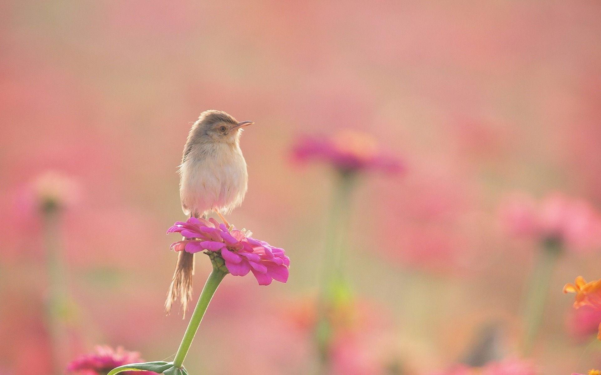 Pink Bird Wallpapers - Top Free Pink Bird Backgrounds - WallpaperAccess