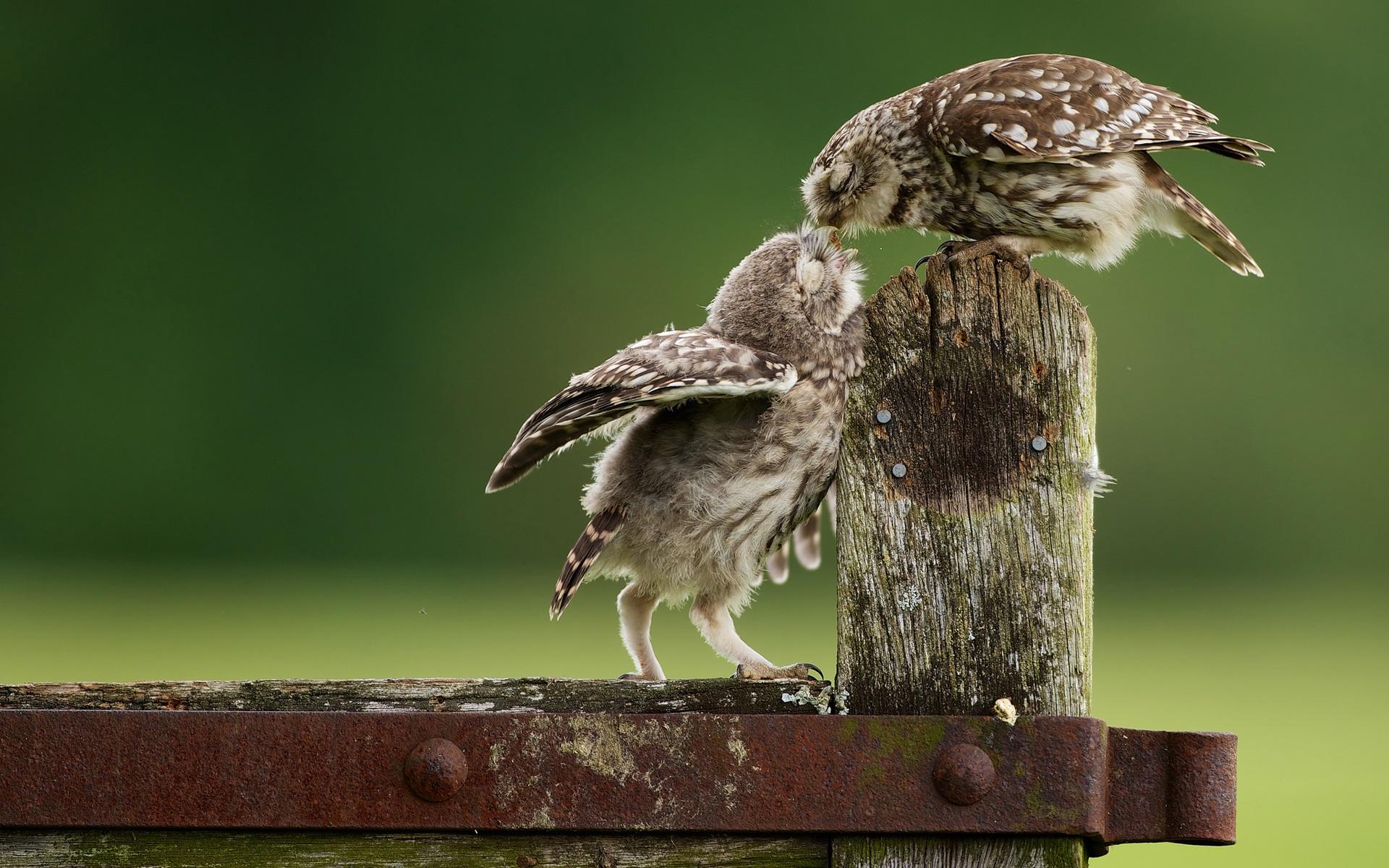 1920x1200 Feeding Birds Wallpaper