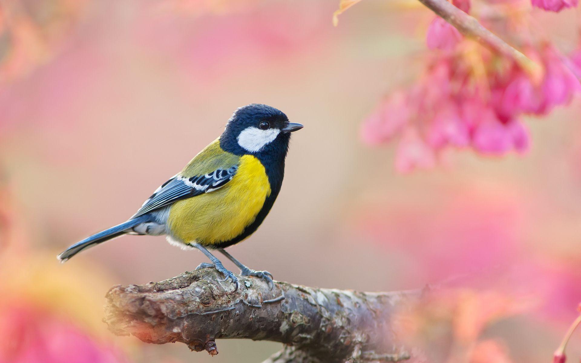 1920x1200 Free download Yellow Bird And Pink Background Wallpaper 1920x1200