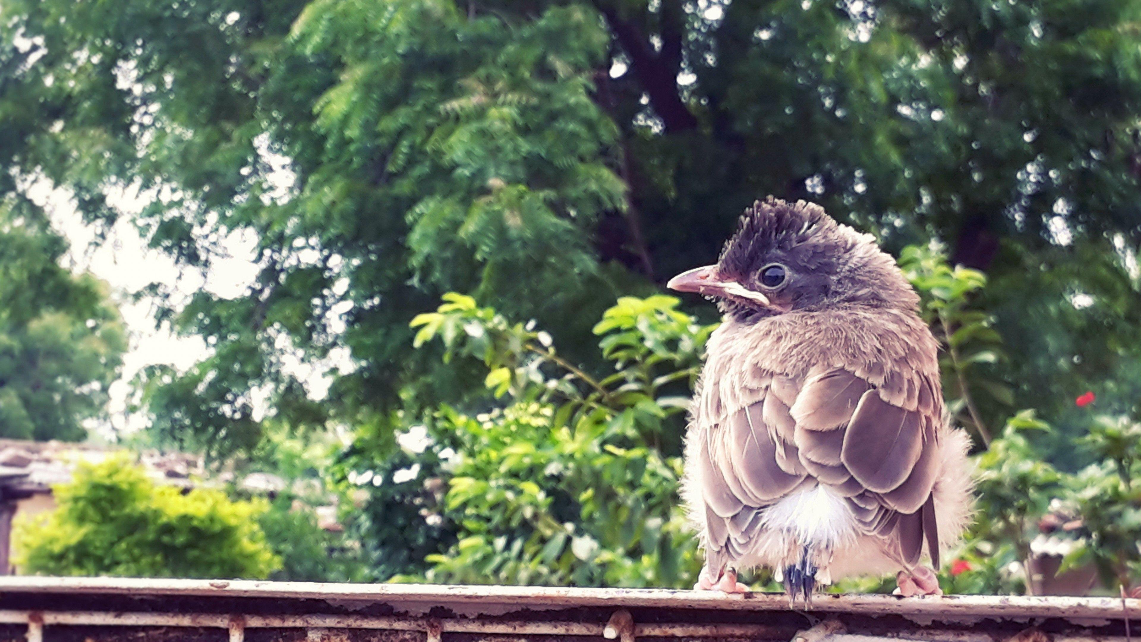 3840x2160 Wallpaper baby bird, cute, Animals