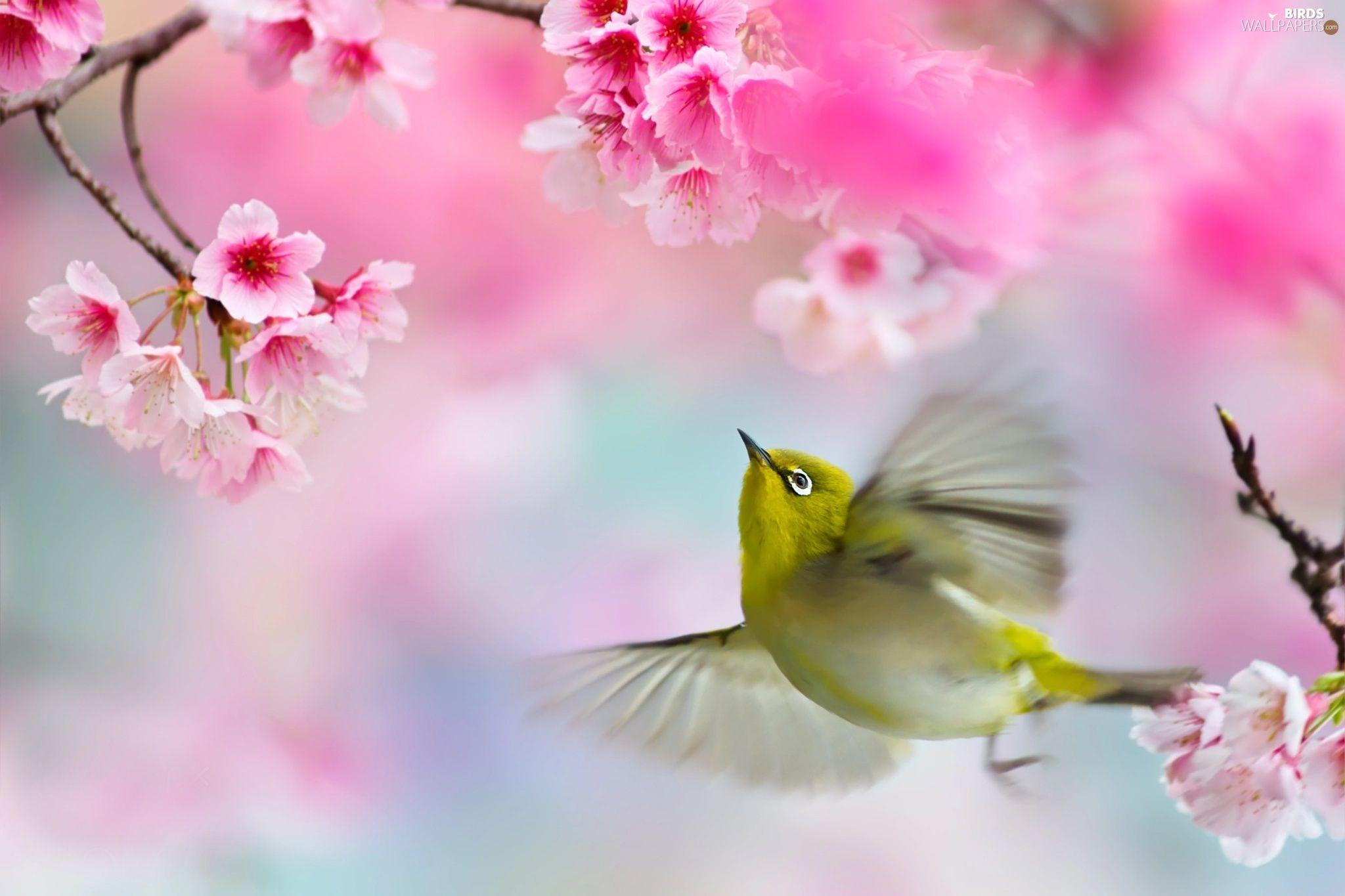 Птичка радуется. Весенние птички. Птицы на Сакуре. Красивые птицы на цветах.