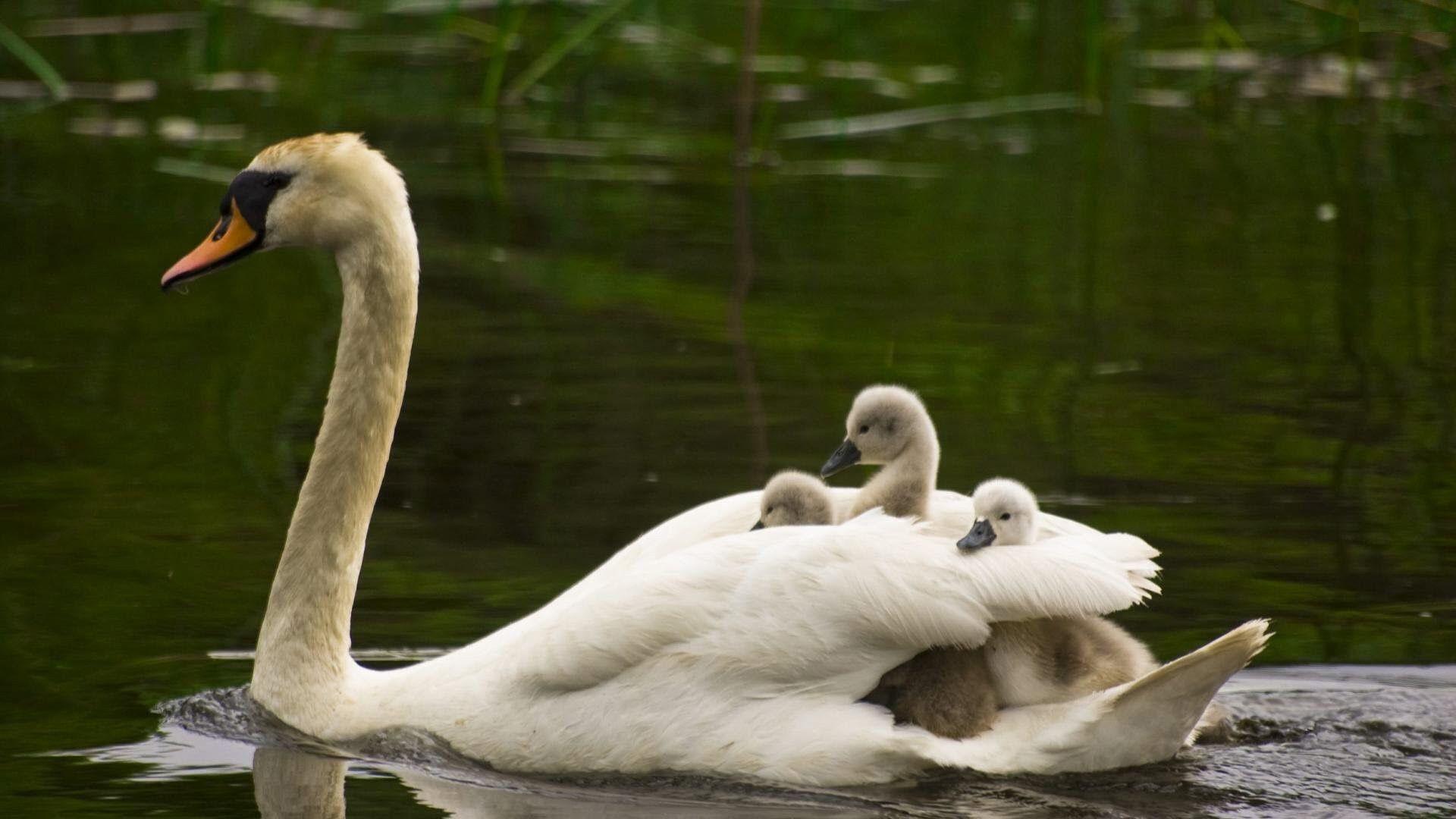 1920x1080 Cute Birds HD Wallpaper Free