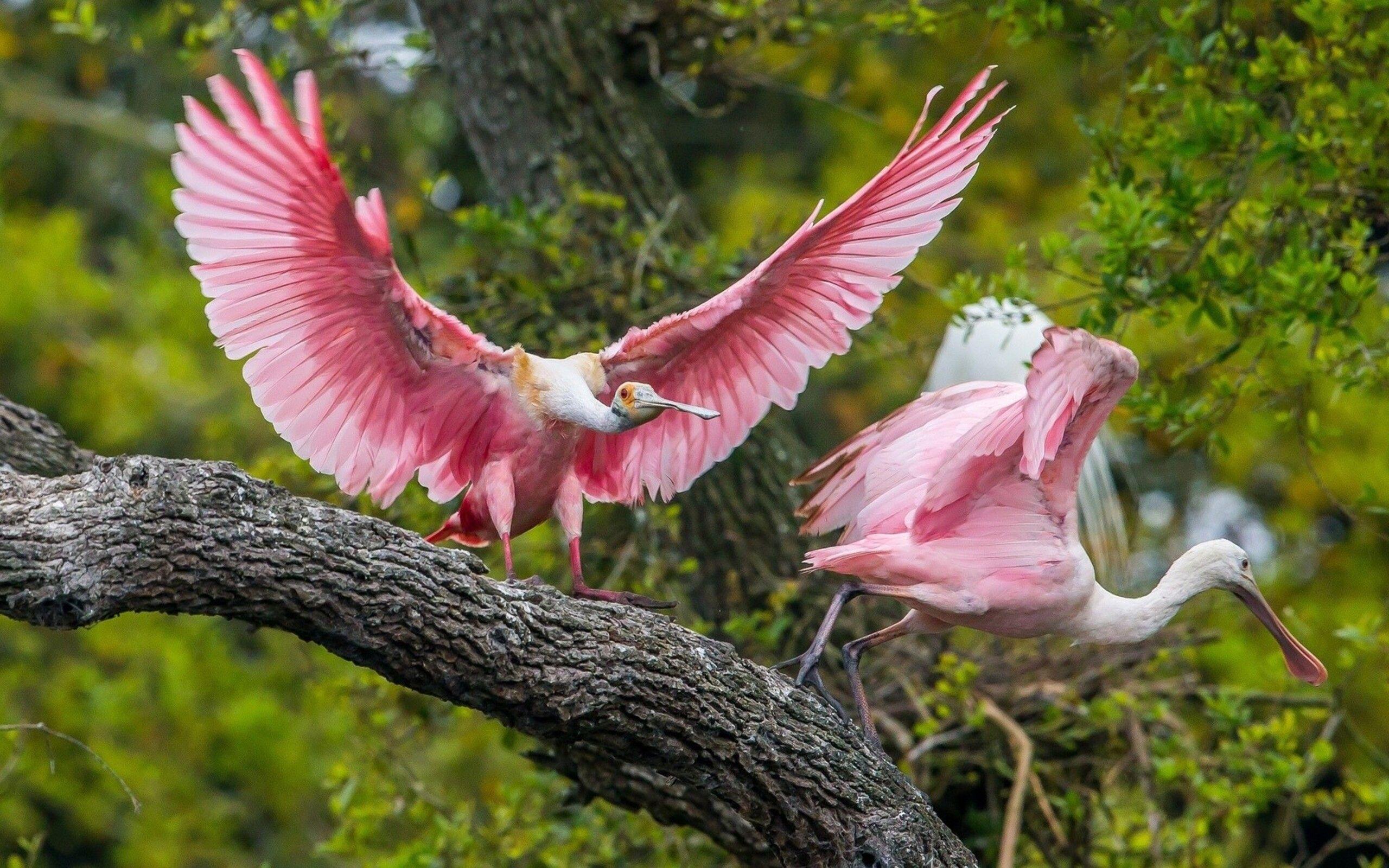 2560x1600 Pink Birds 2560x1600 Độ phân giải HD Hình nền 4k, Hình ảnh