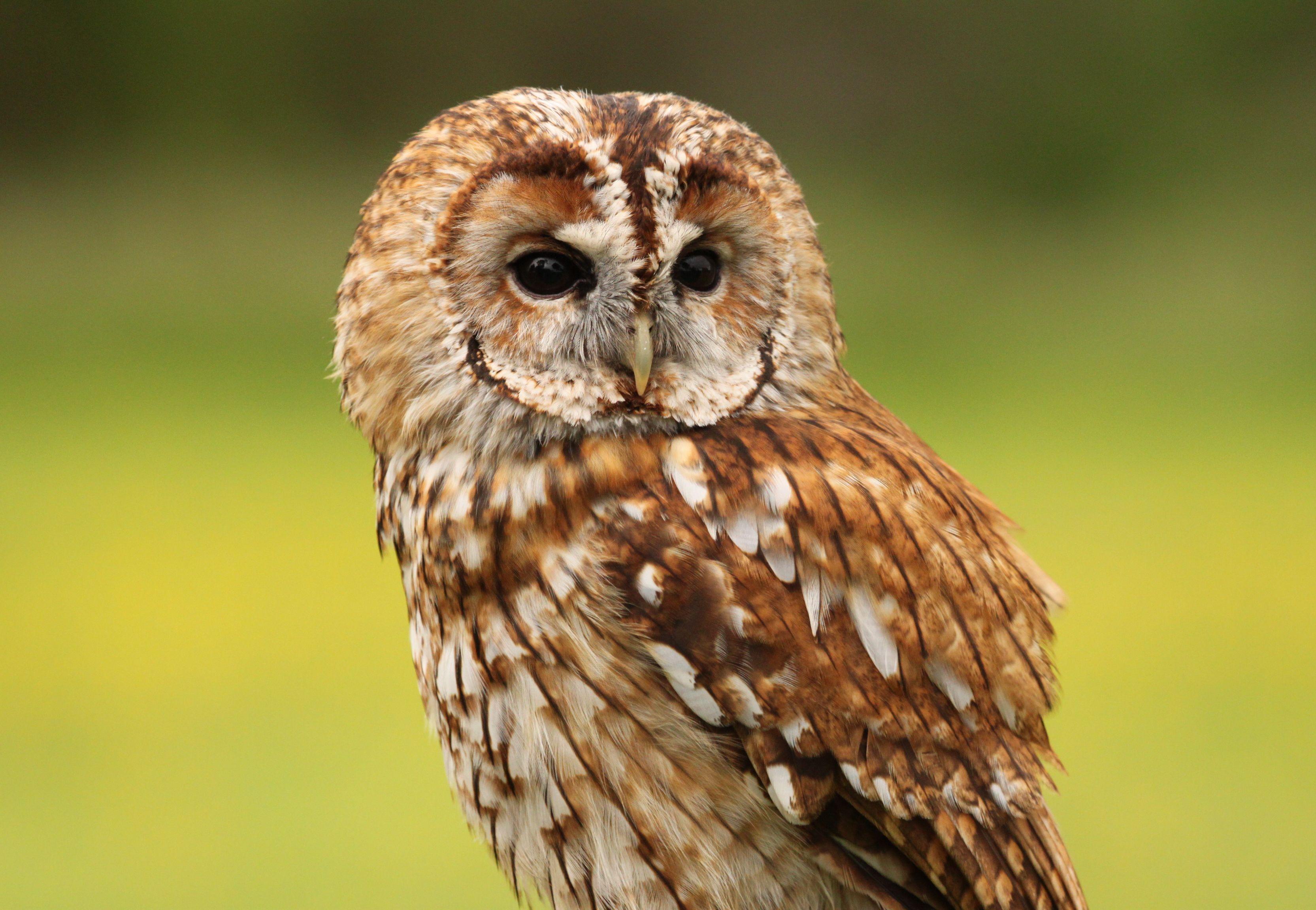3330x2304 Tawny Owl Wallpaper. Owl Wallpaper