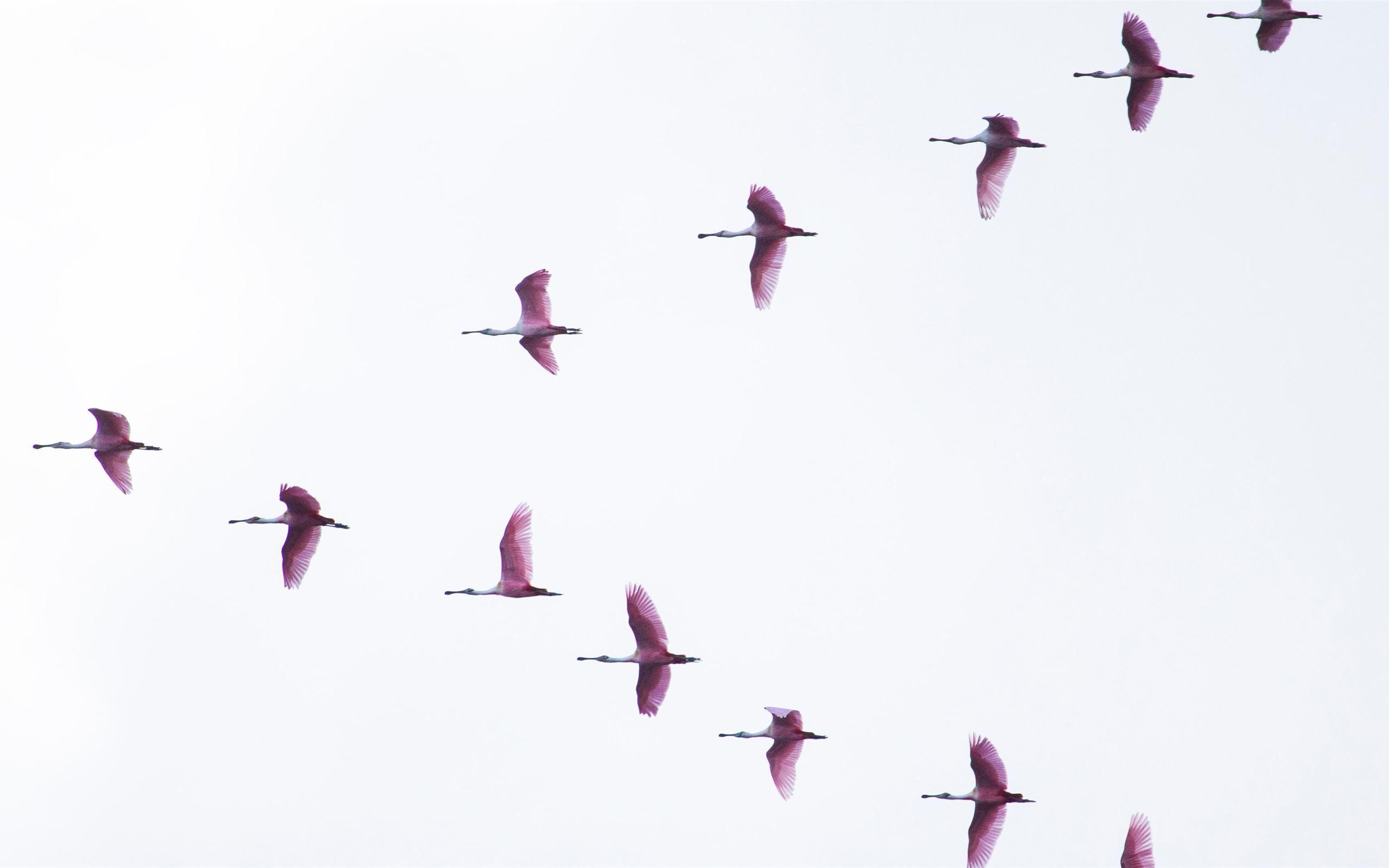 White Bird Wallpapers Top Free White Bird Backgrounds WallpaperAccess