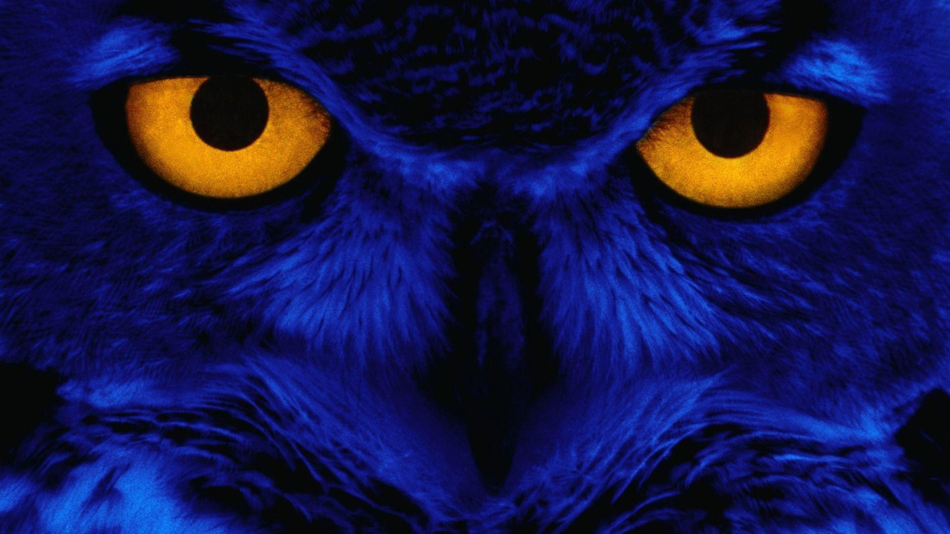 1920x1080 Owl HD Wallpaper \u00bb FullHDWpp Full HD Wallpaper 1920x1080